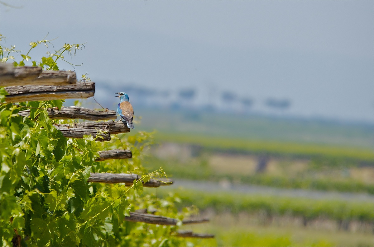 Jay Marina in vineyard green