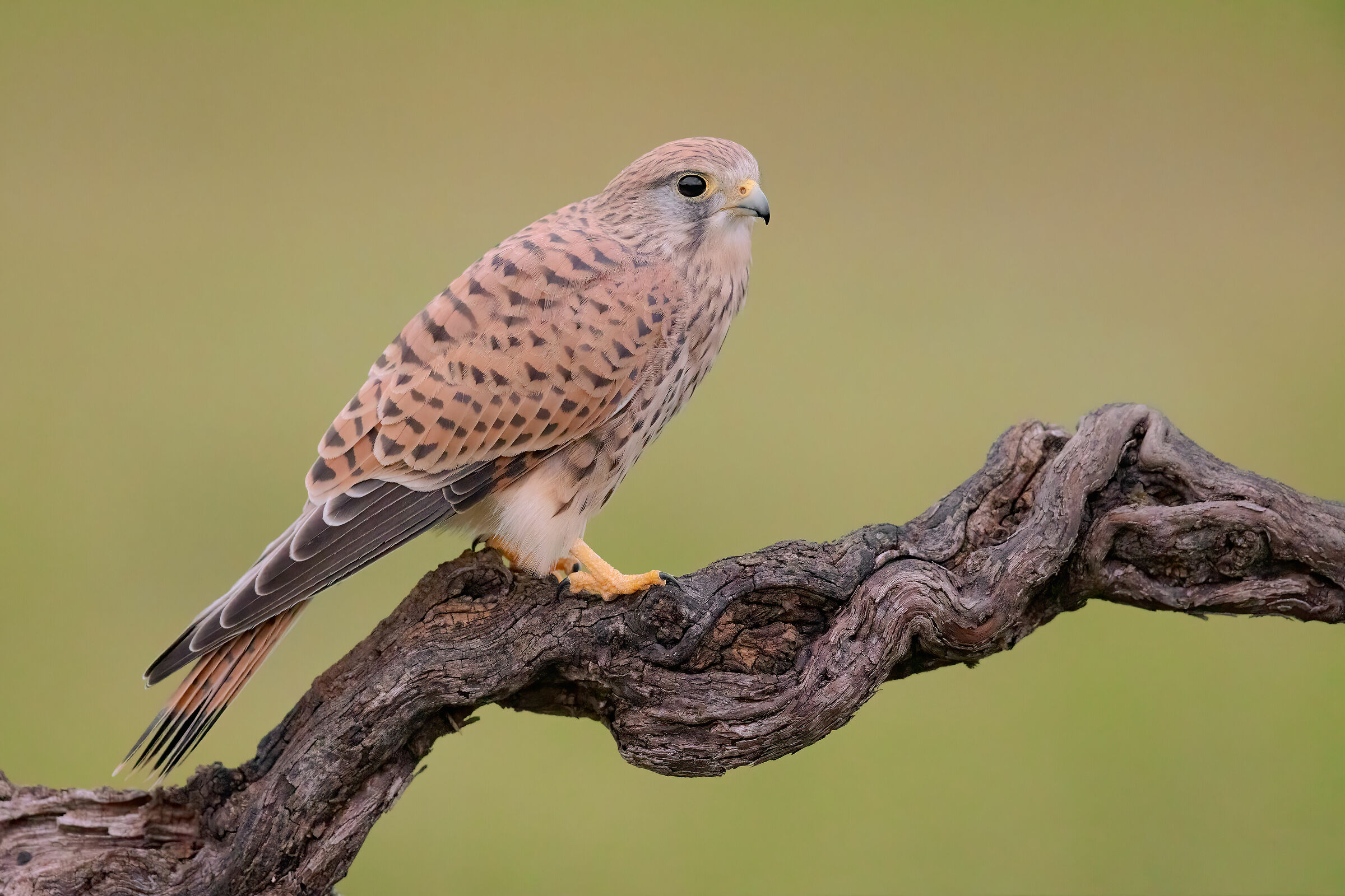 Gheppio Test R5 ISO 16000