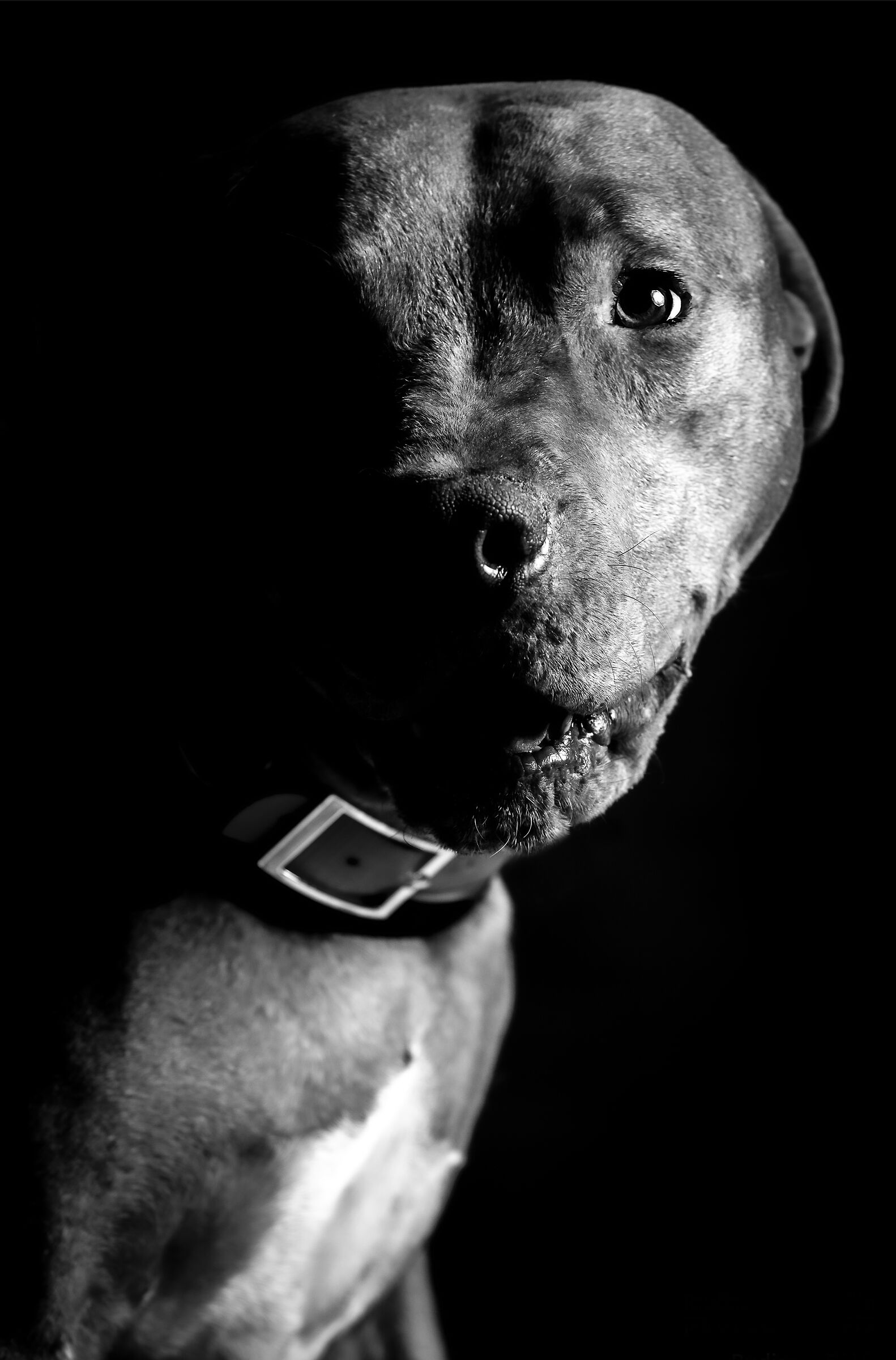 Il mio amico "sergente"