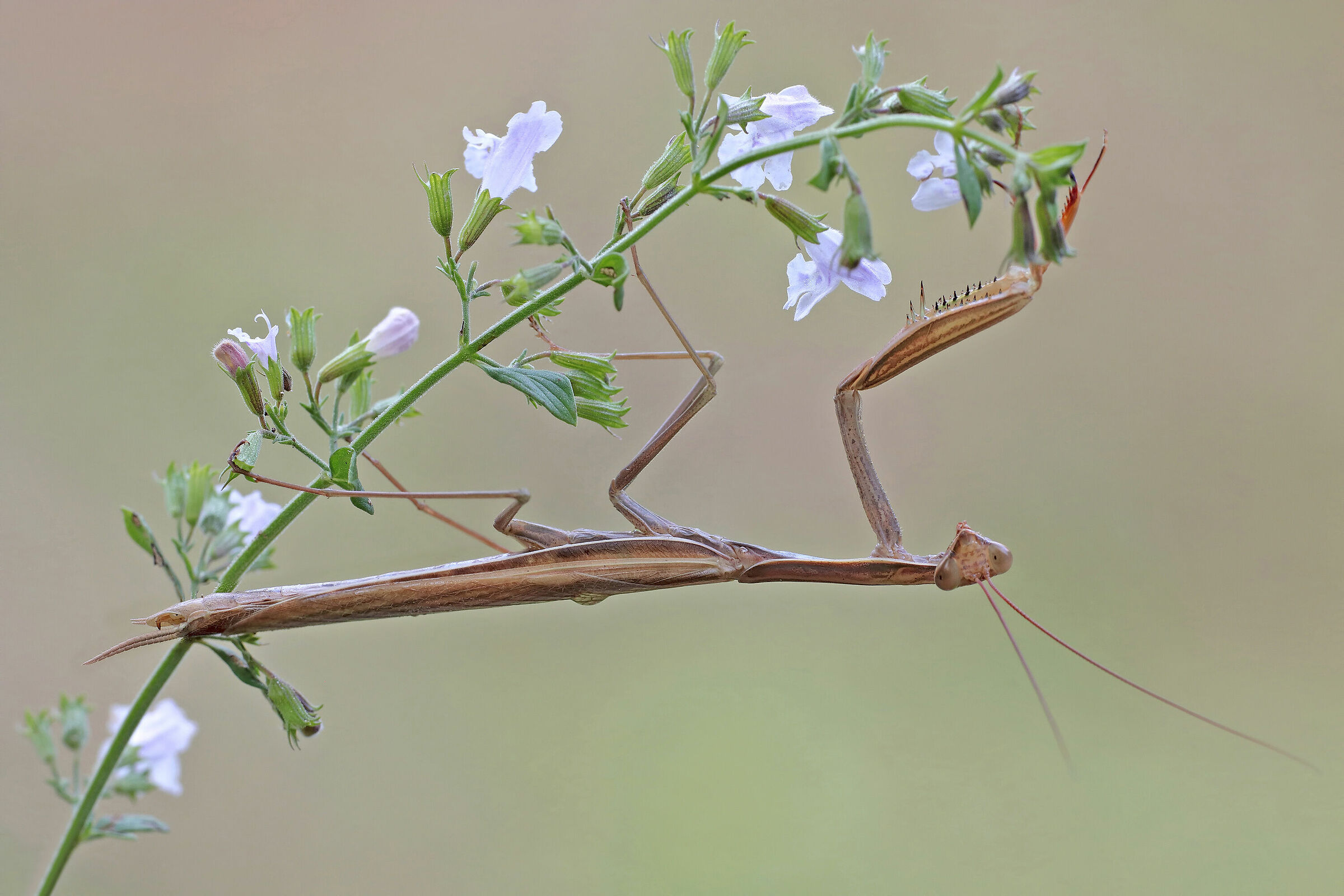 .... Swinging....!!!