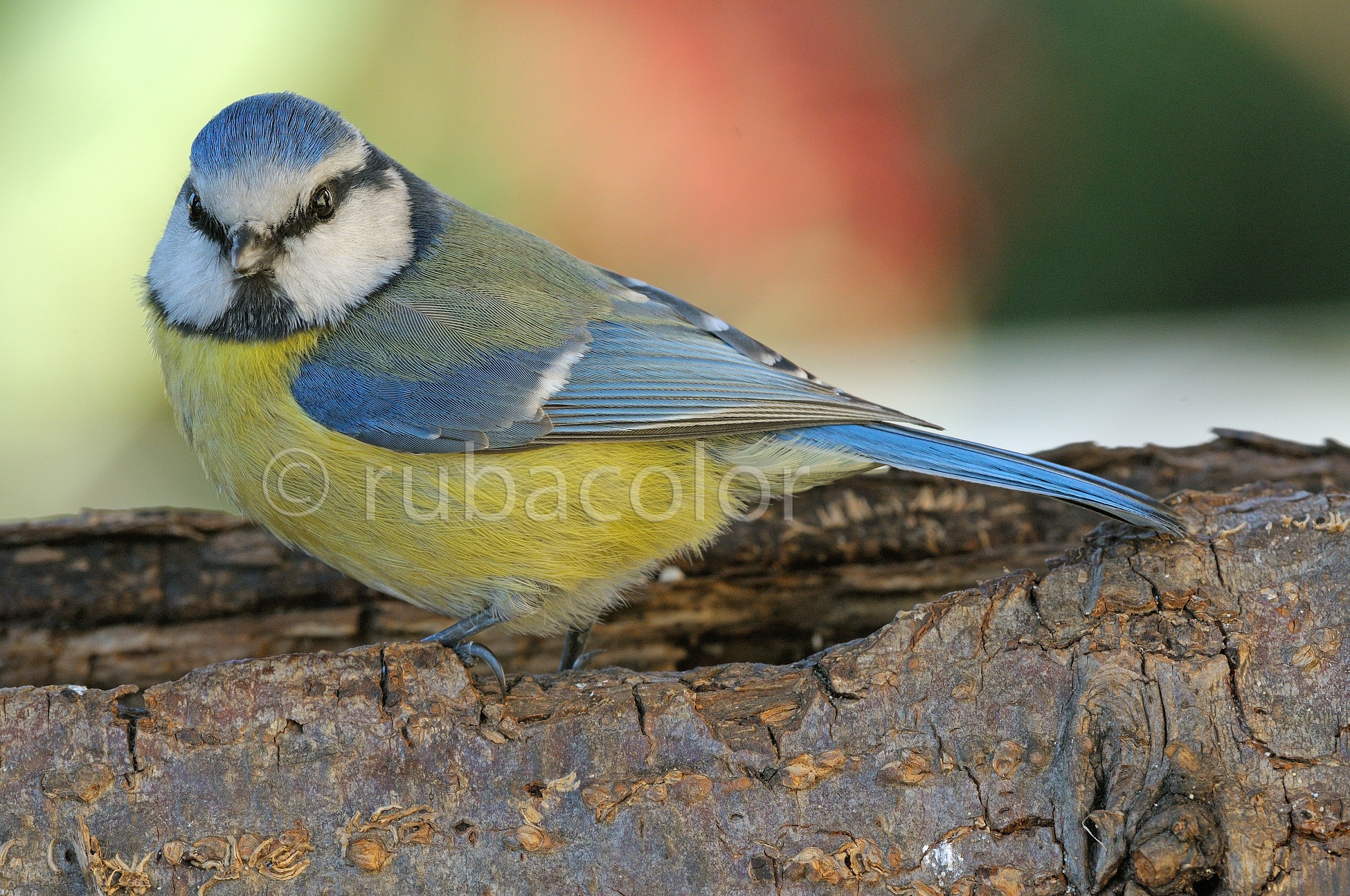 Grazie del parallelismo cinciarella!!