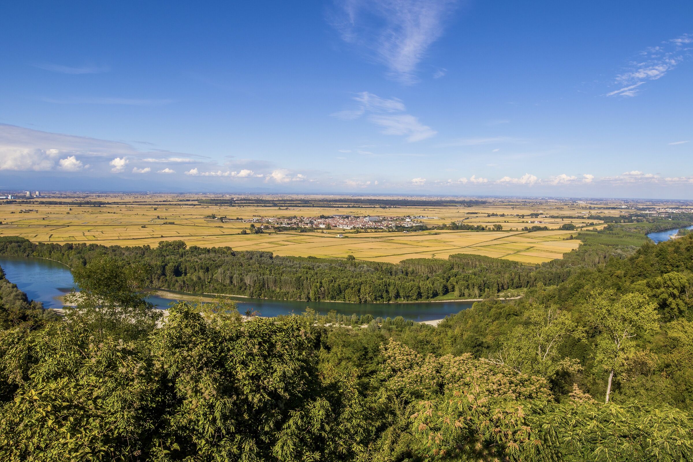 Il giallo-oro del vercellese