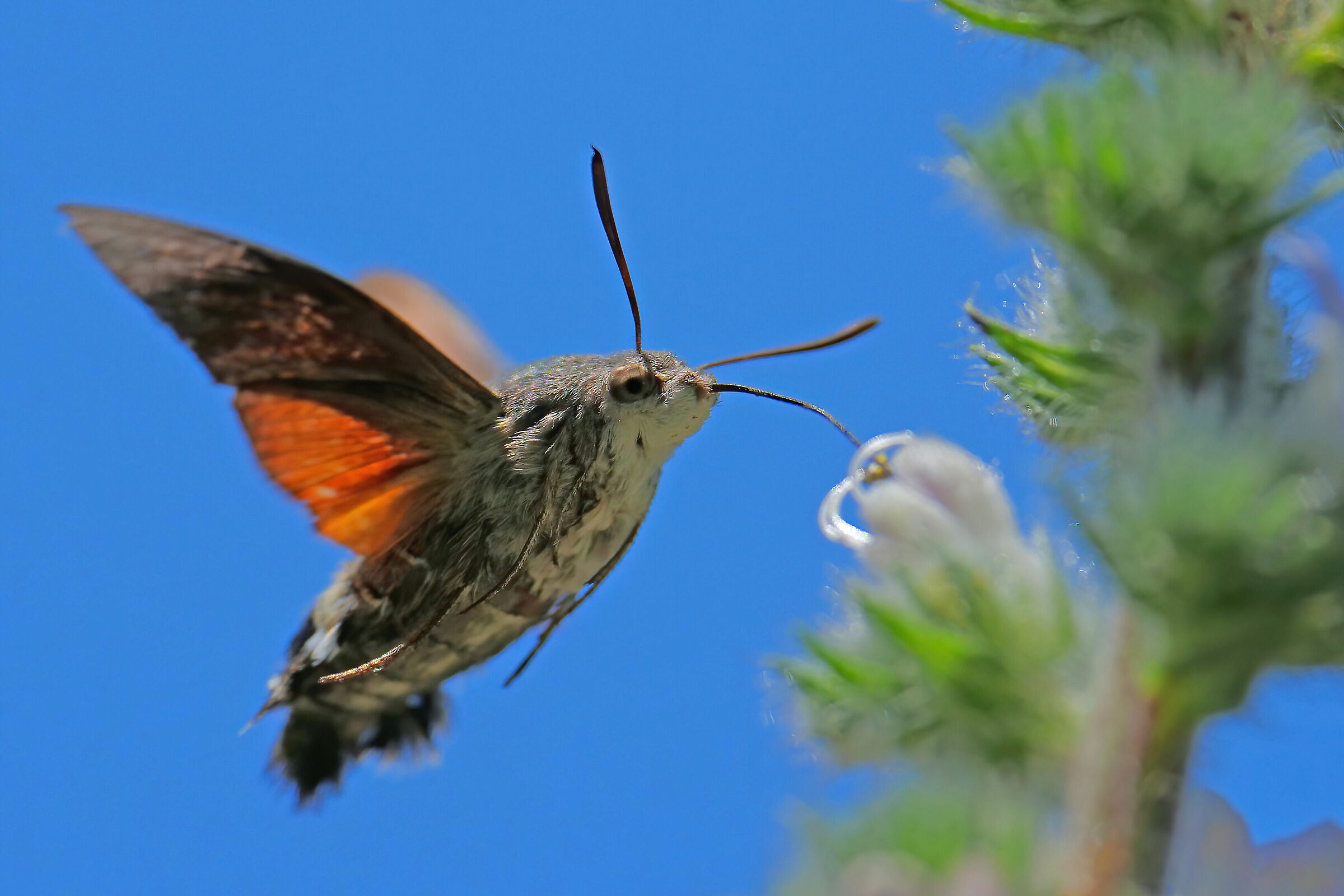 Six-legged hummingbird