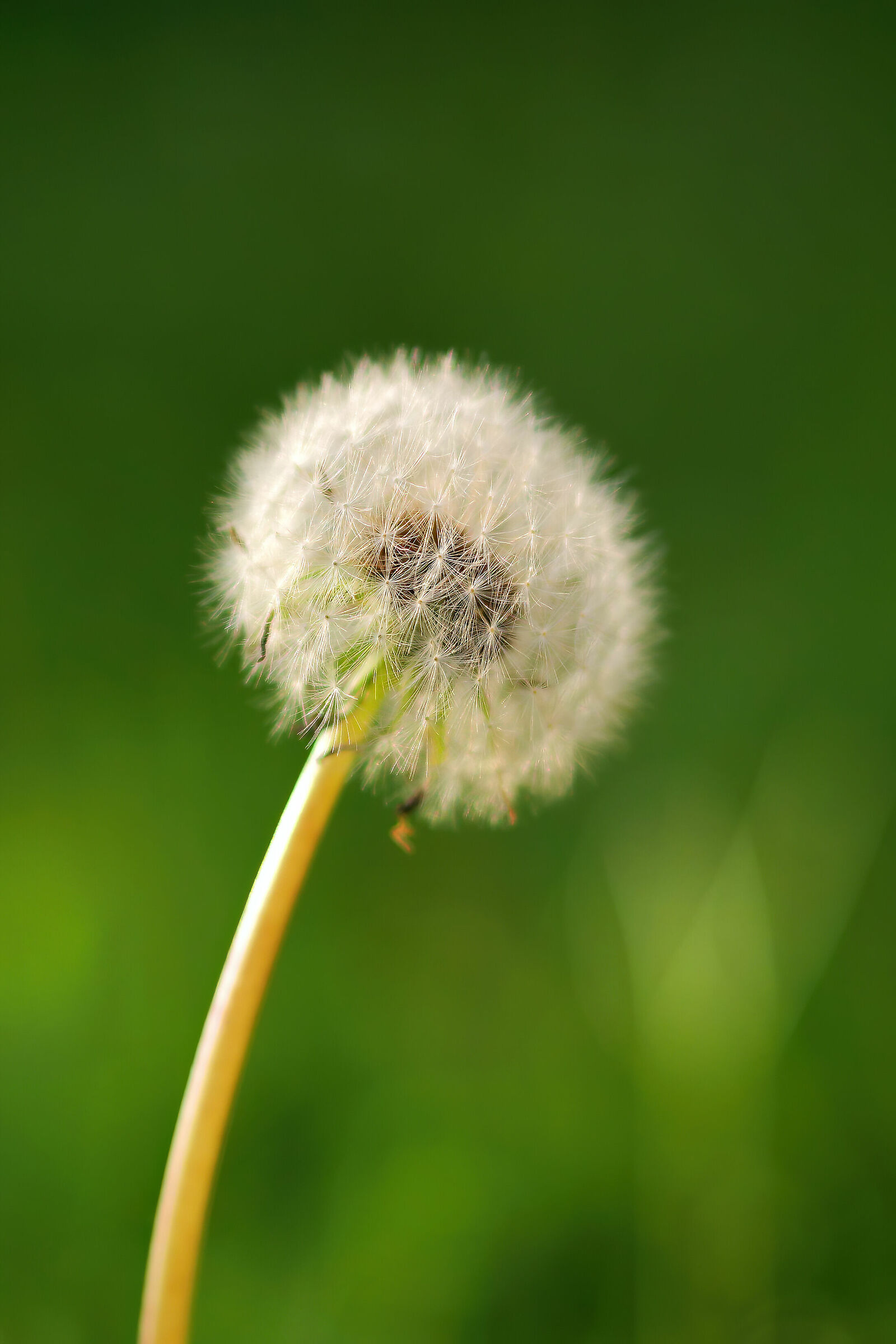 Dandelion