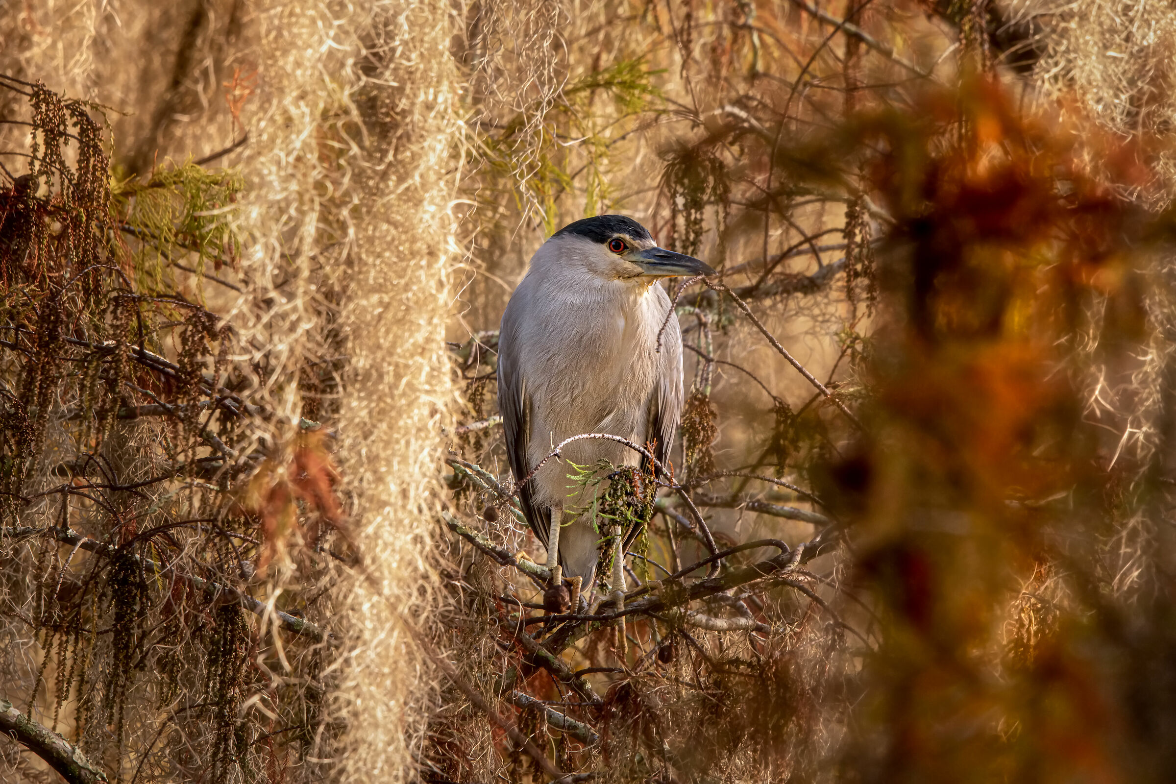 Black-crowned Night-Heron