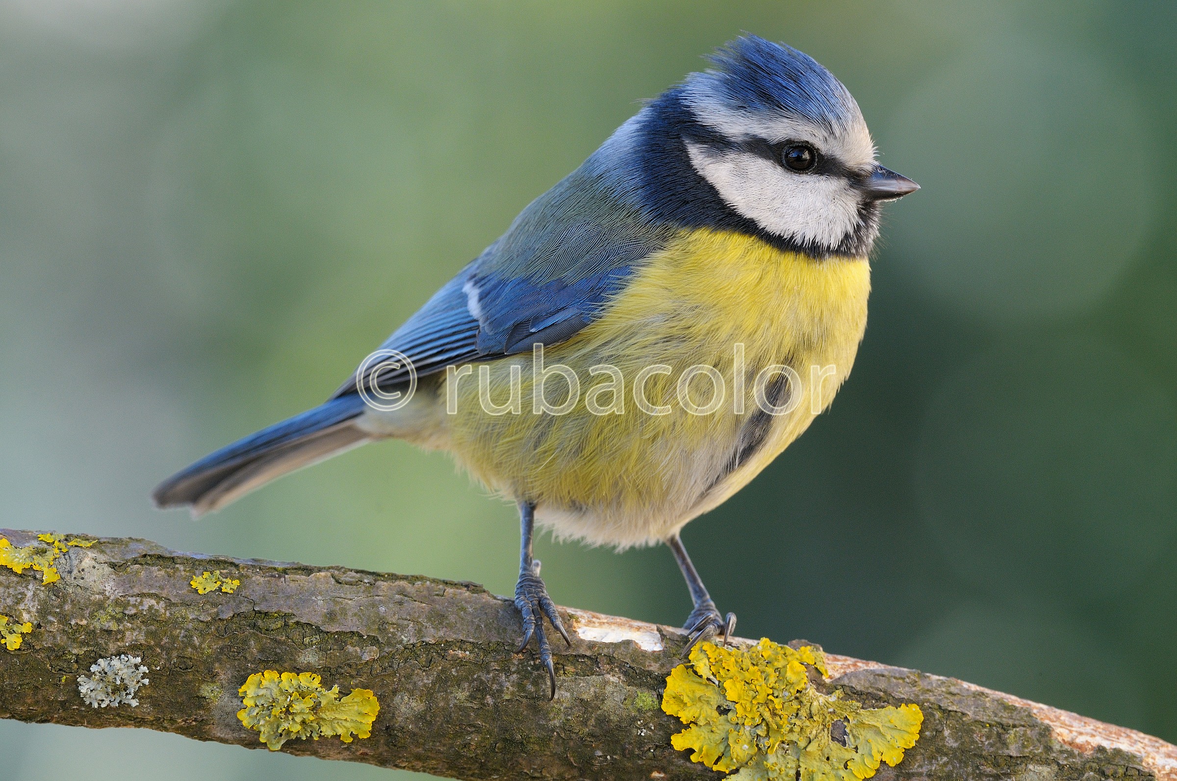 Cinquantesima cinciarella