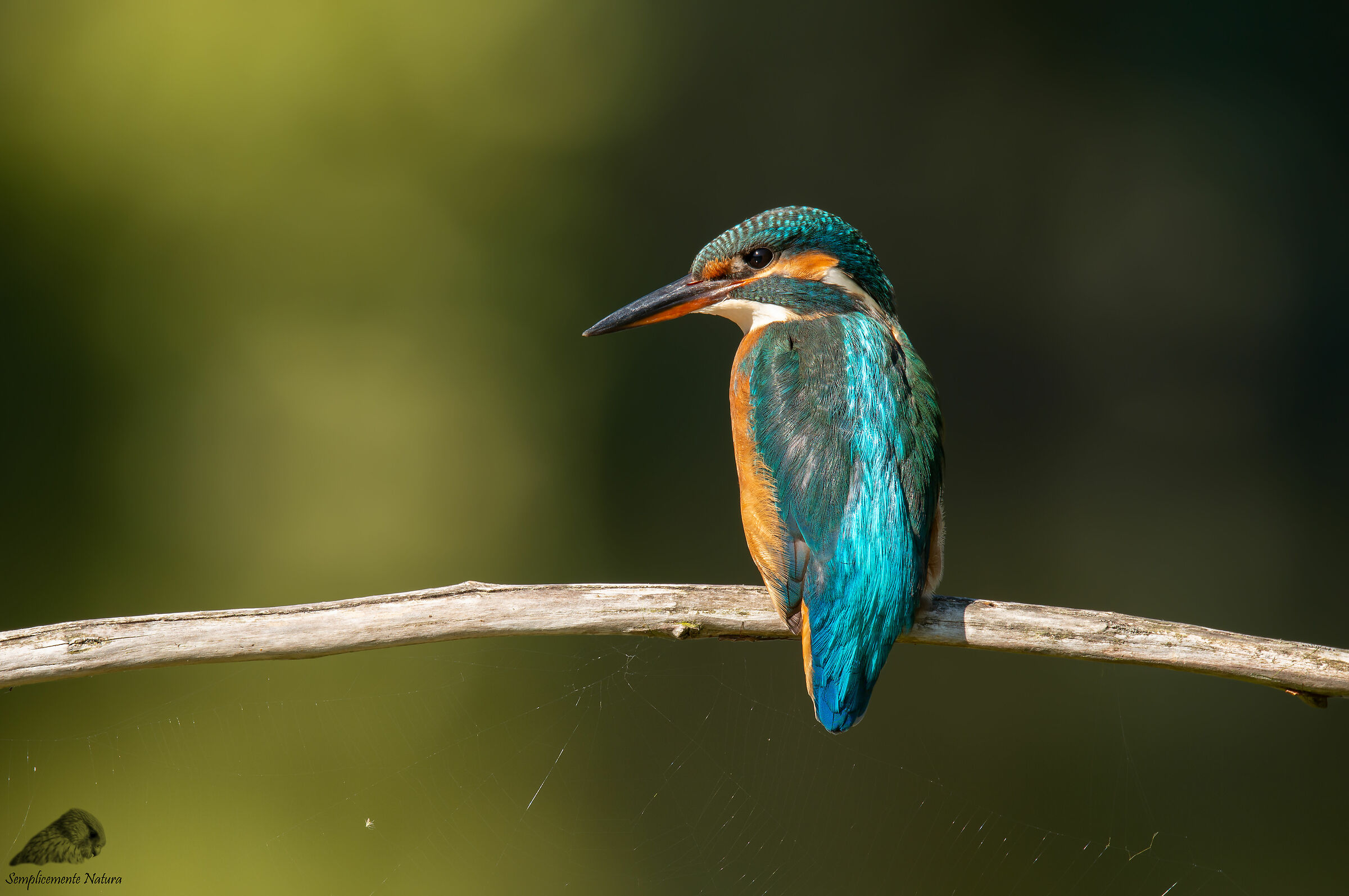 Martin Fisher (Alcedo atthis)