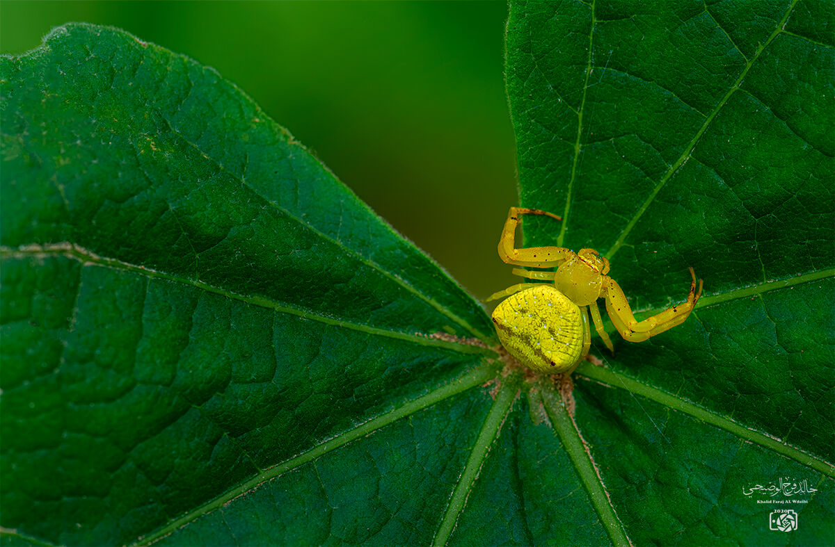 Crab Spider