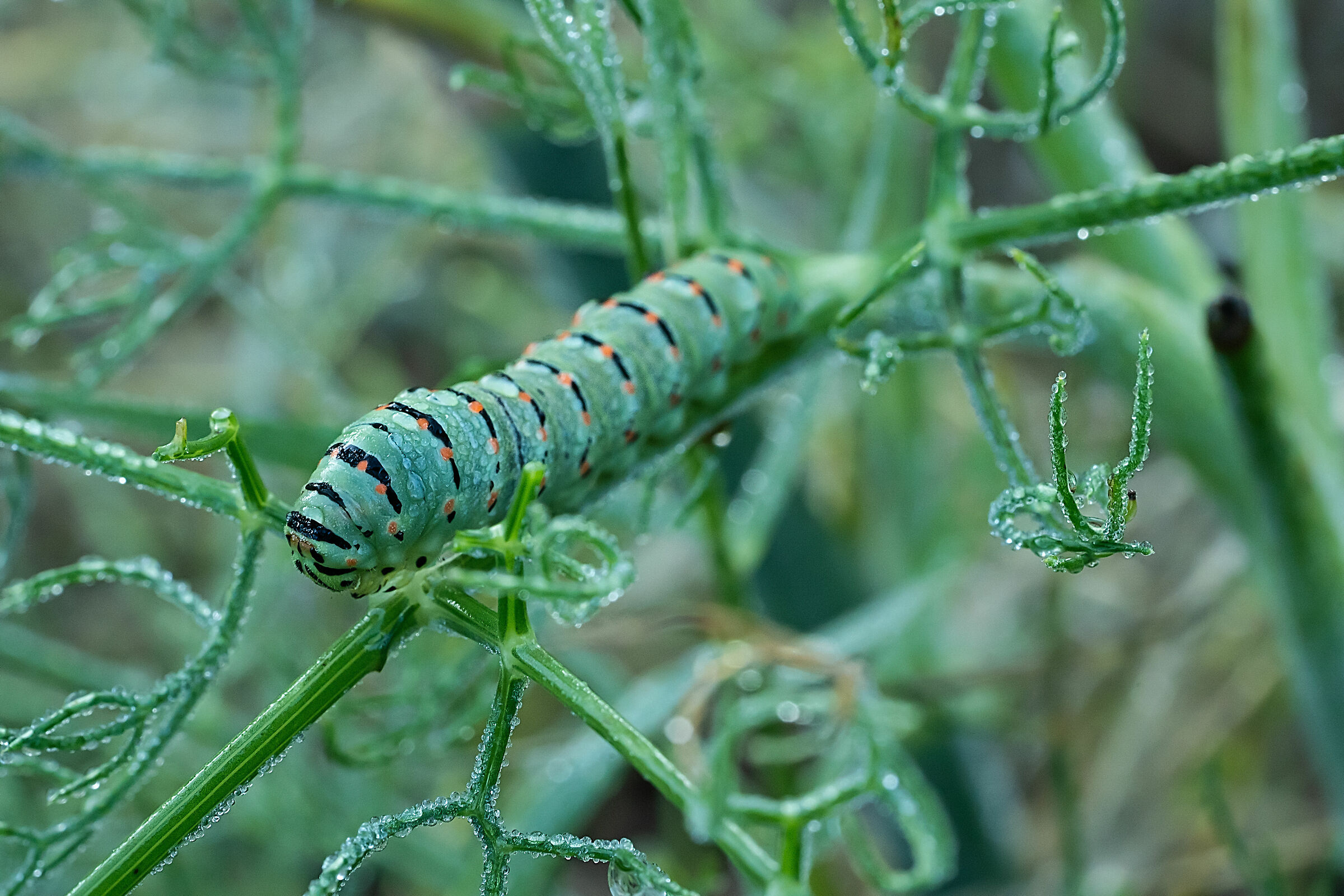 Il bruco del Papilio machaon
