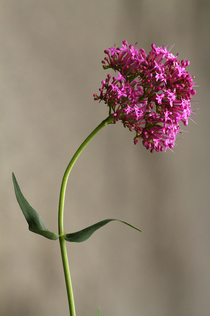 Valeriana