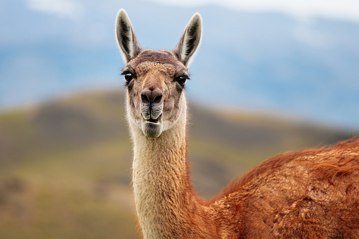 Guanaco