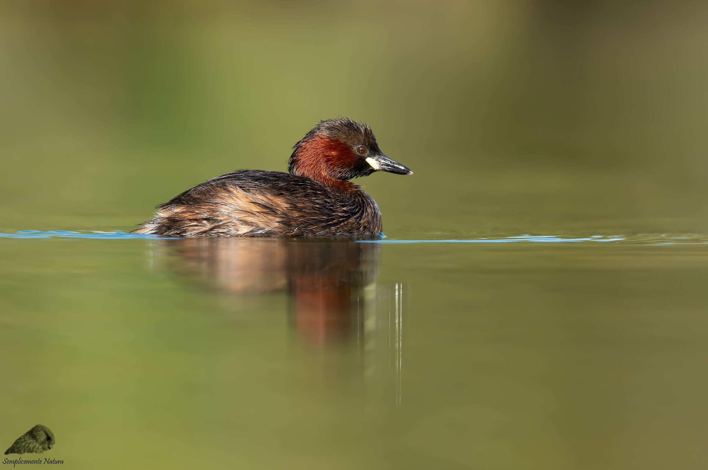 Tuffetto (Tachybaptus ruficollis)