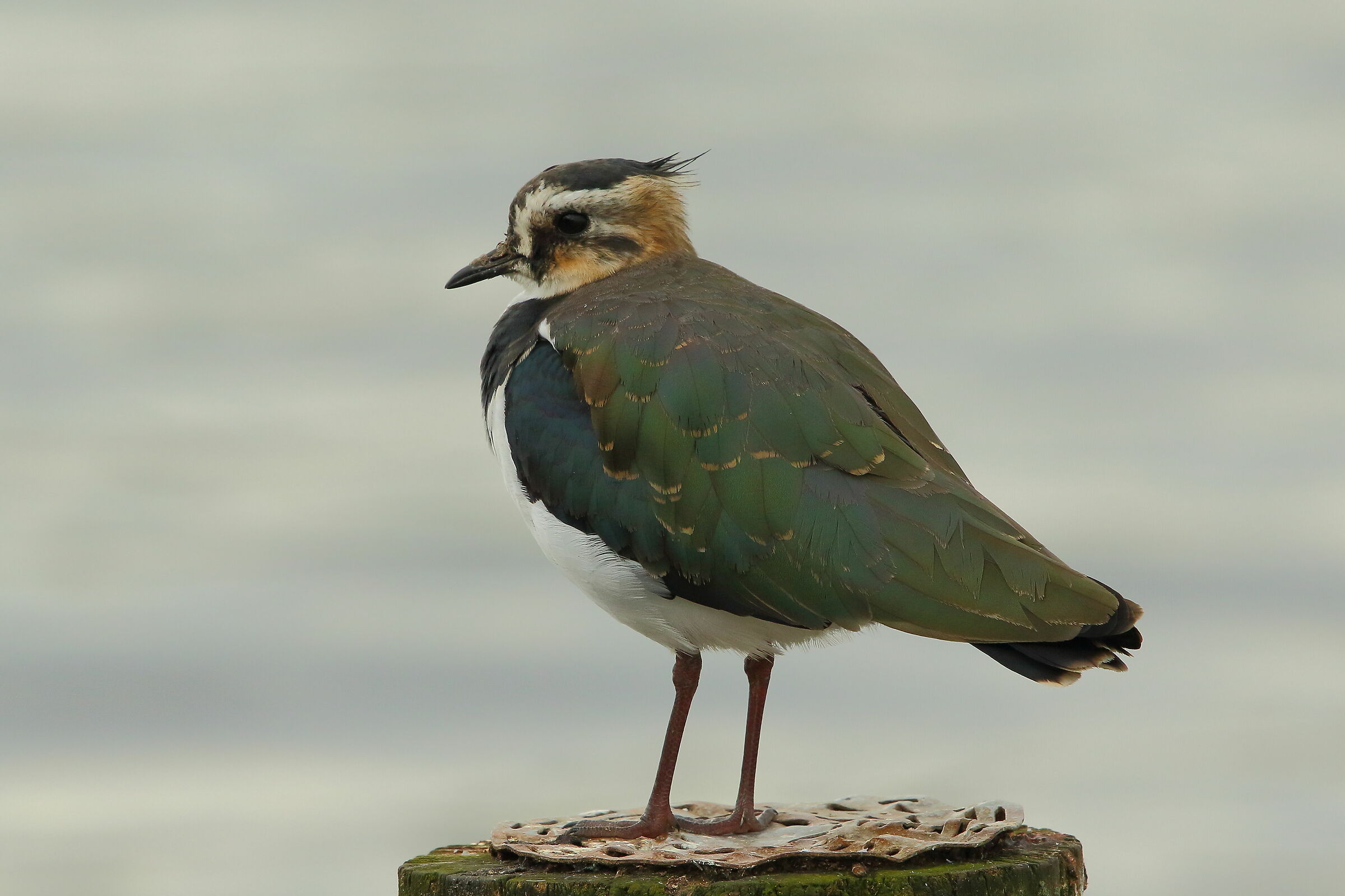 Lapwing