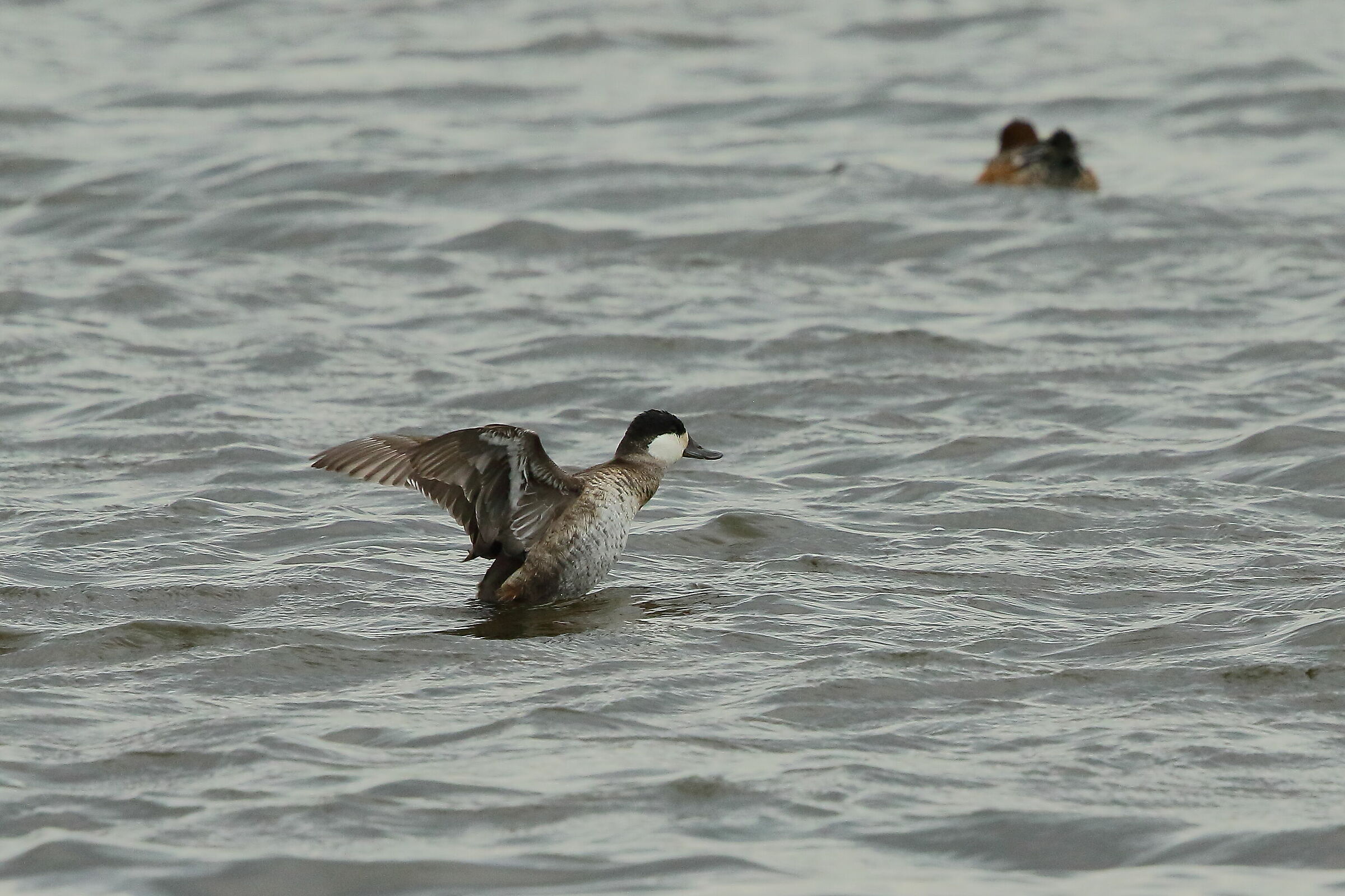 Gobbo della Giamaica