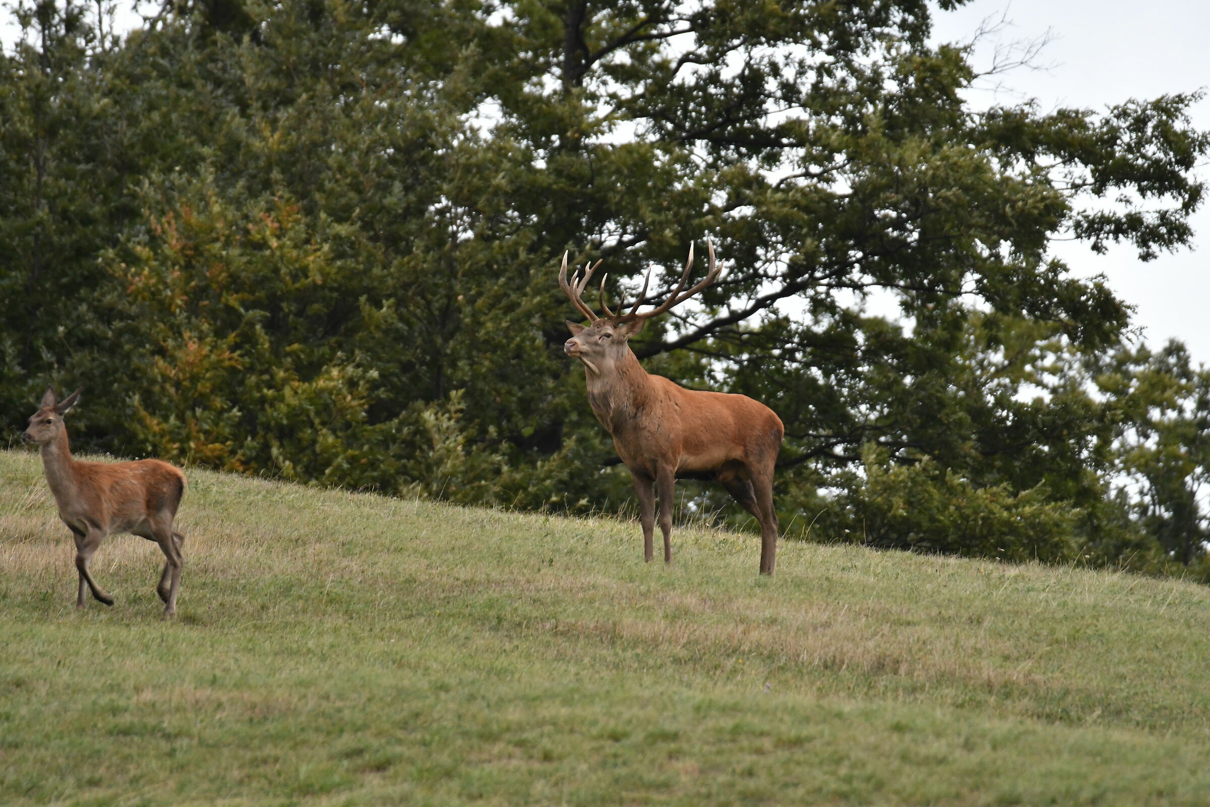 Deer b