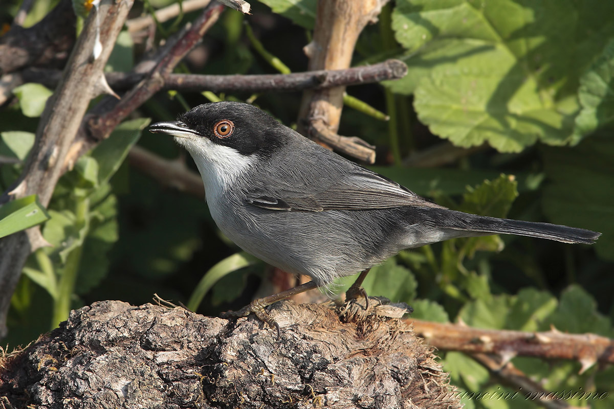 occhiocotto M( Sylvia  melamocephala)