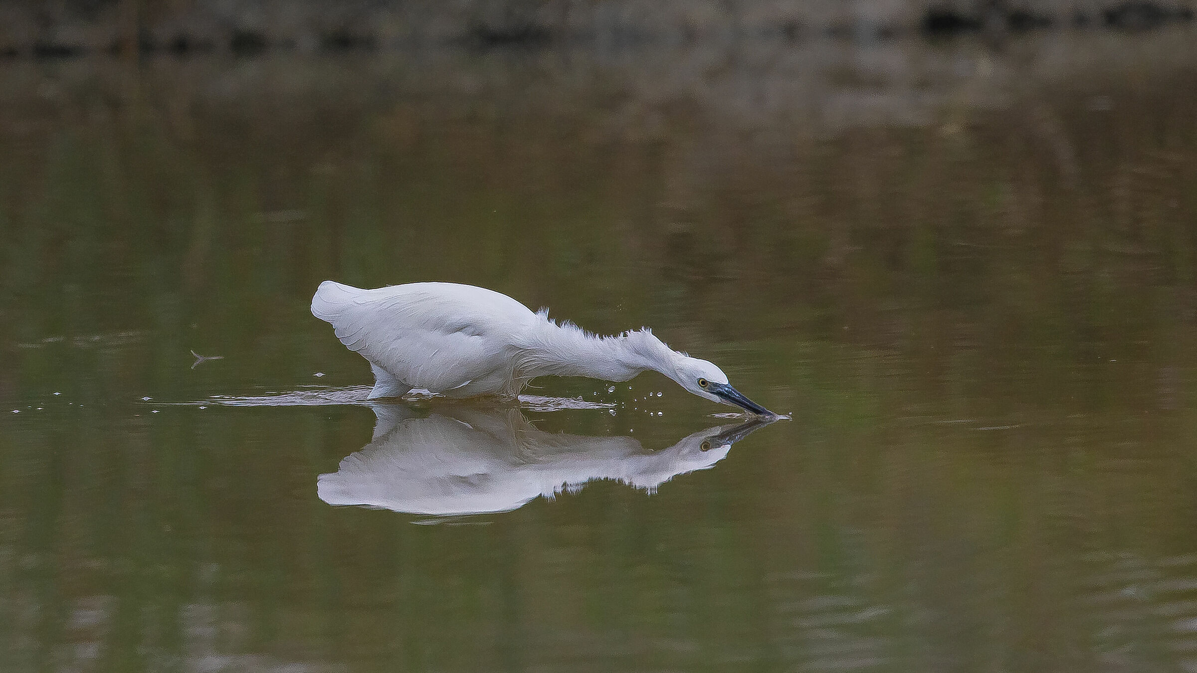 La pesca della garzetta