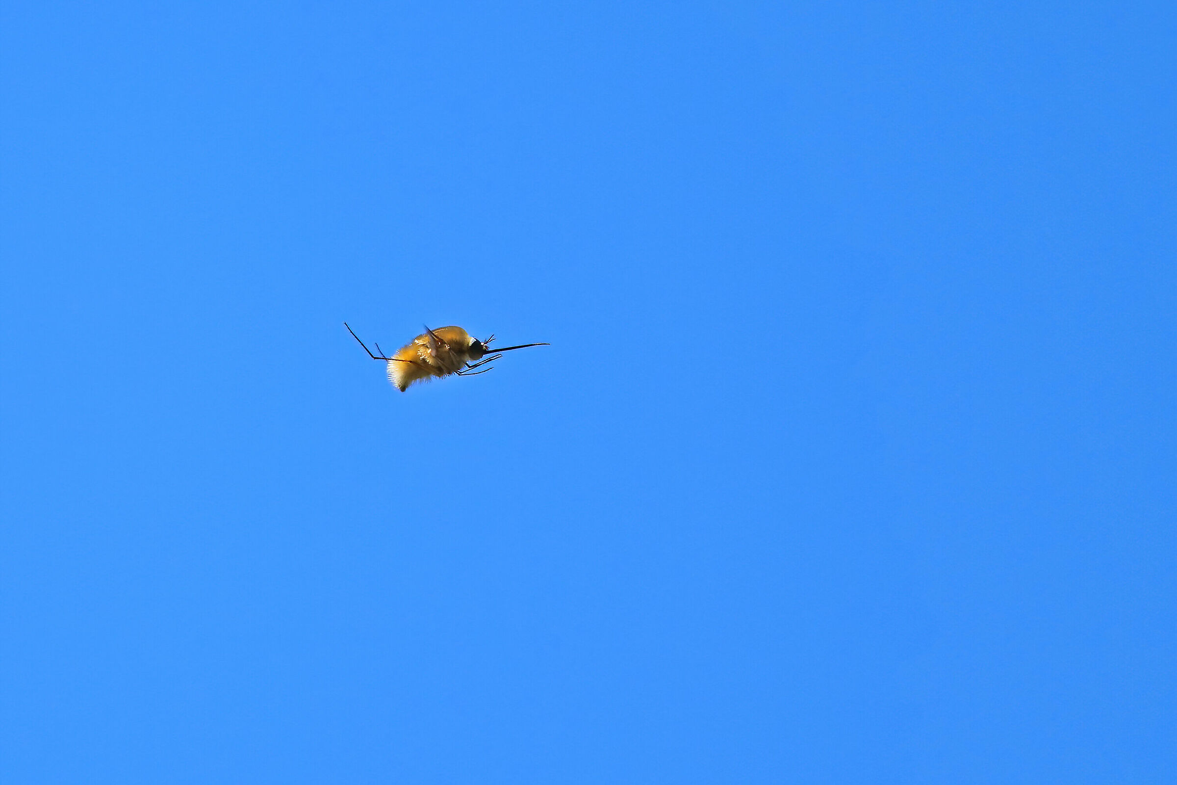 flying needle