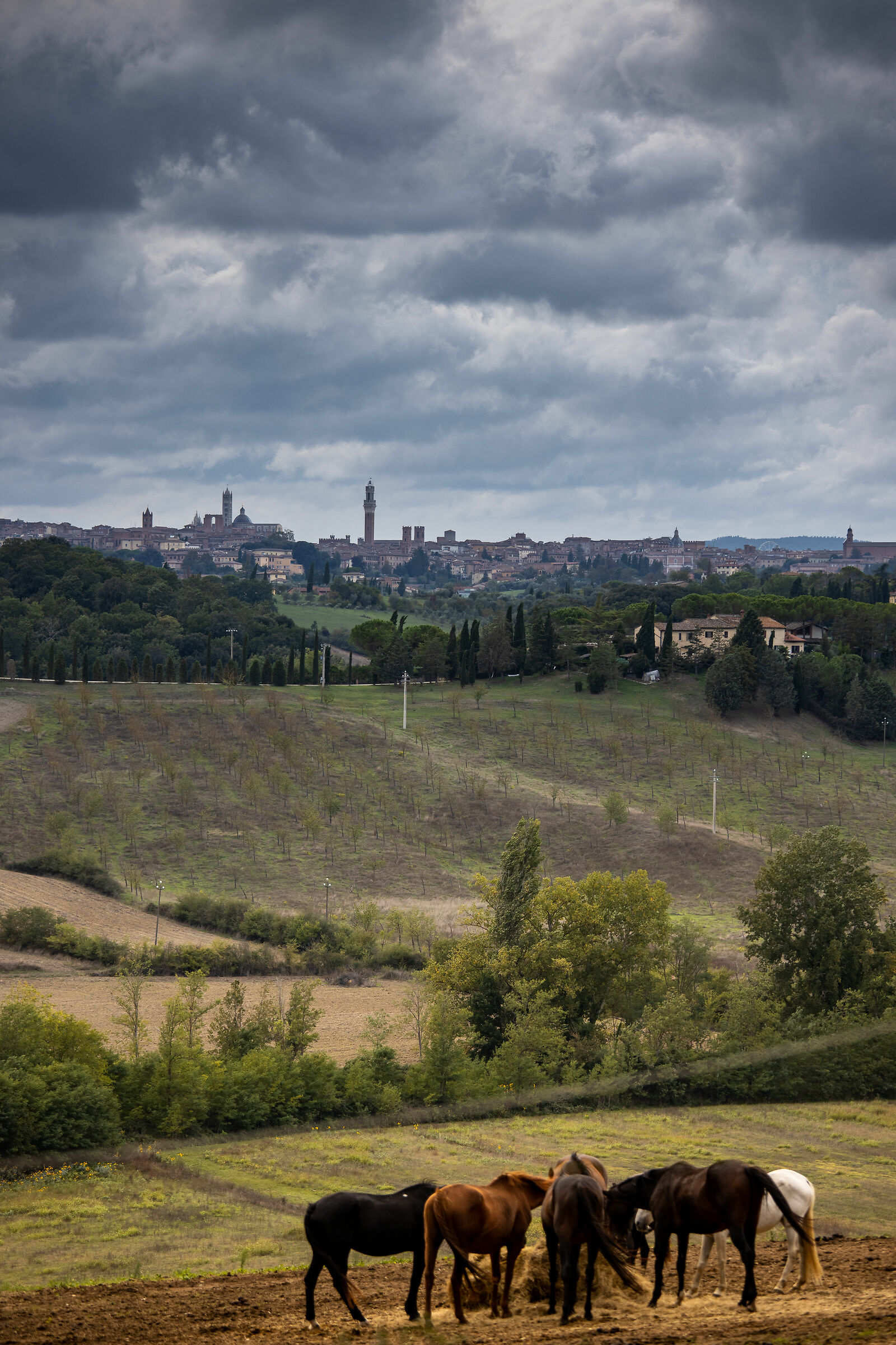 Siena