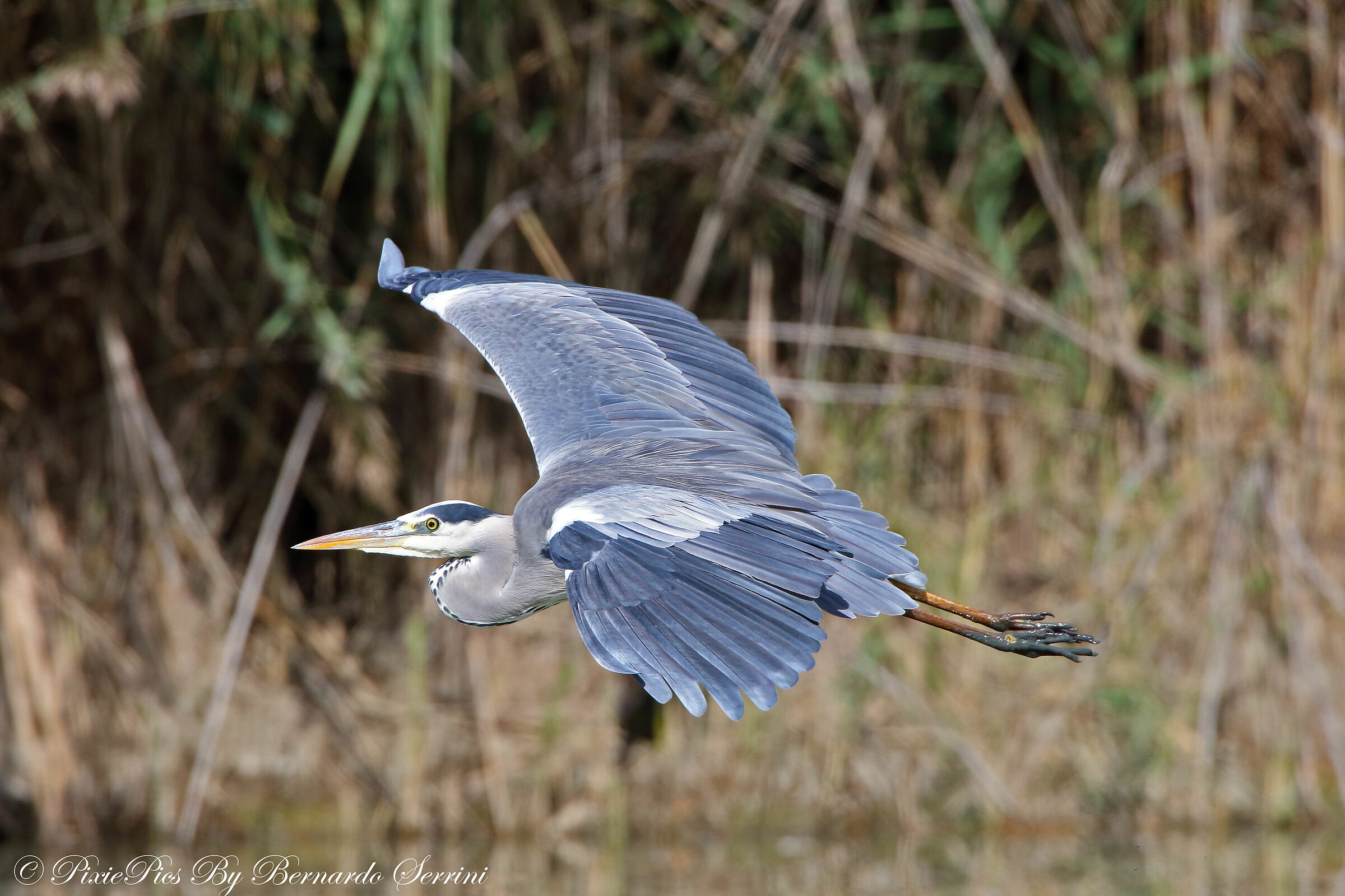 Ash heron
