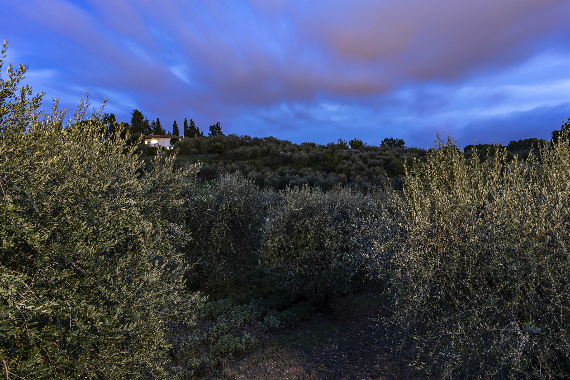 At night, olive trees in the background