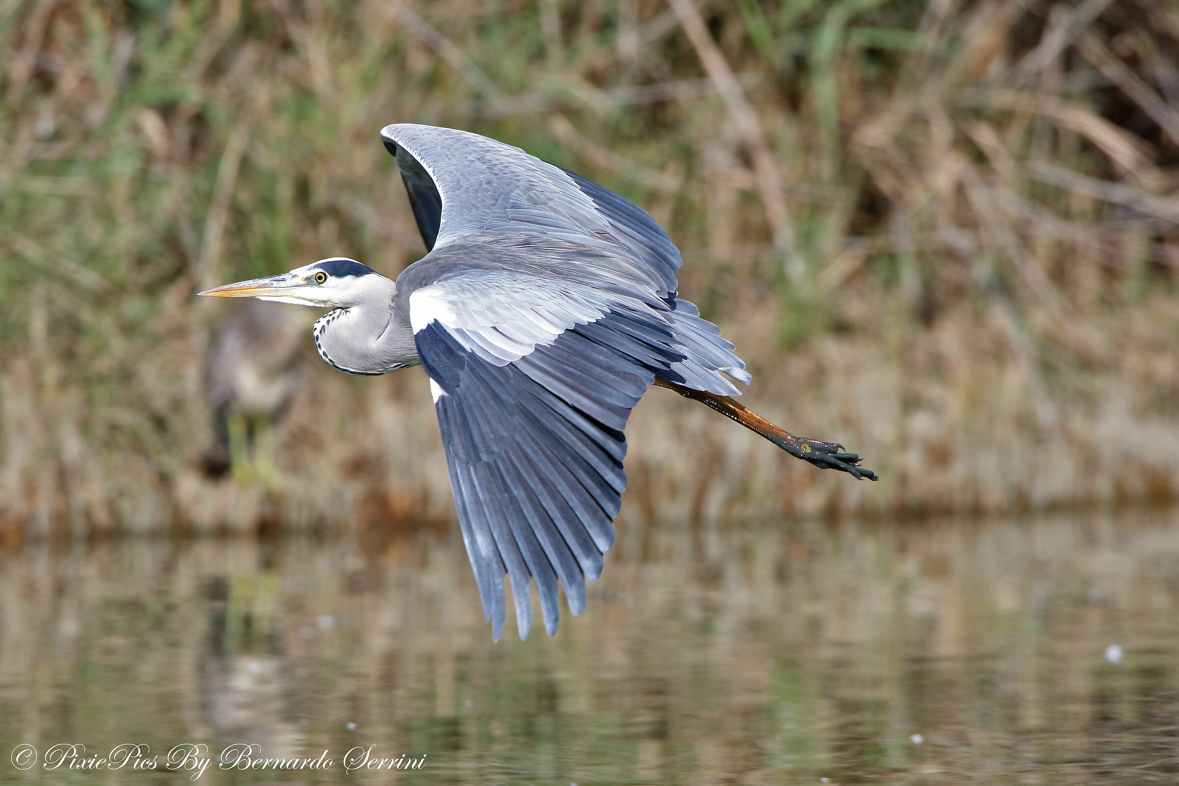 Ash heron