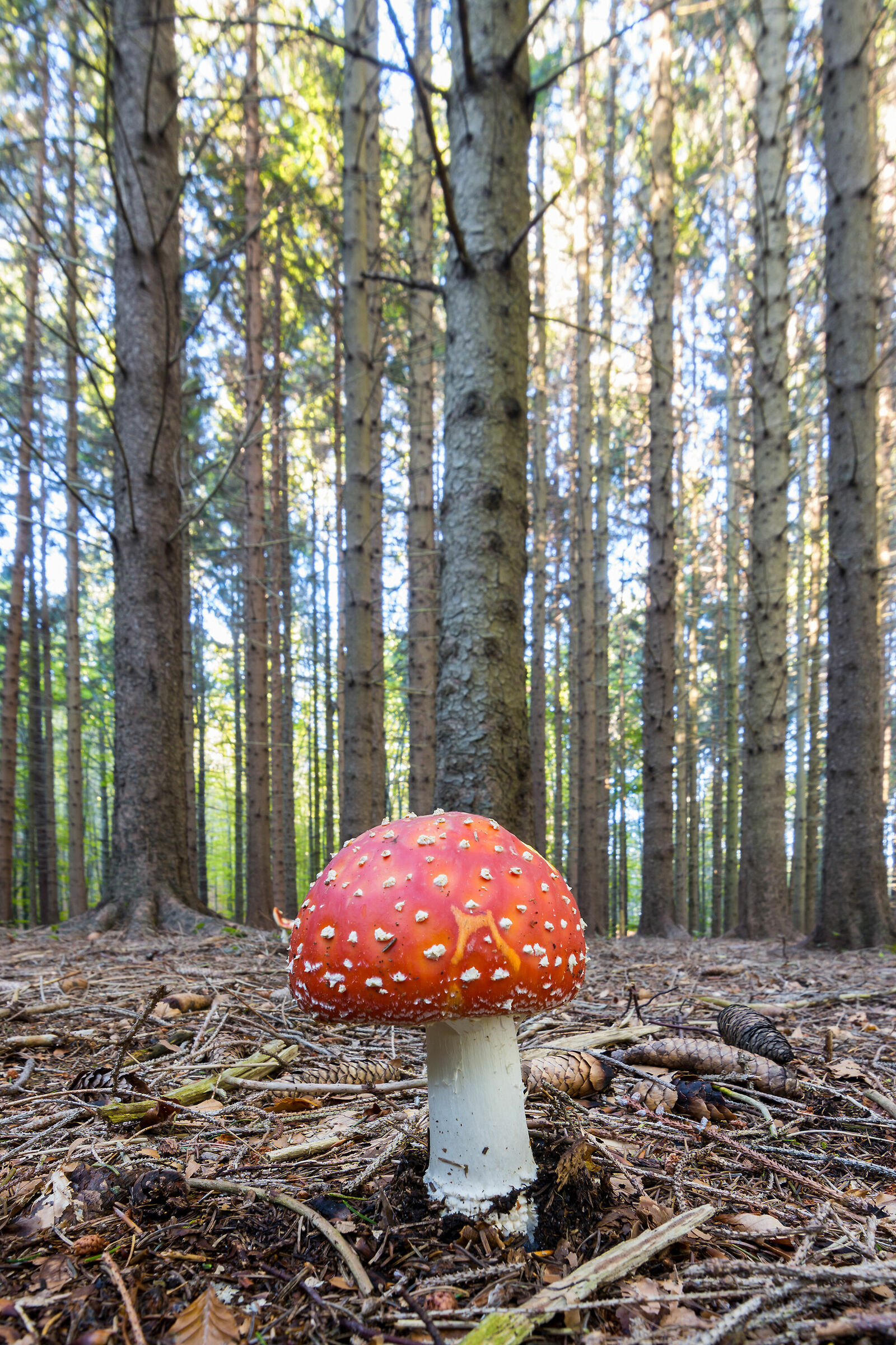 La vedetta del bosco