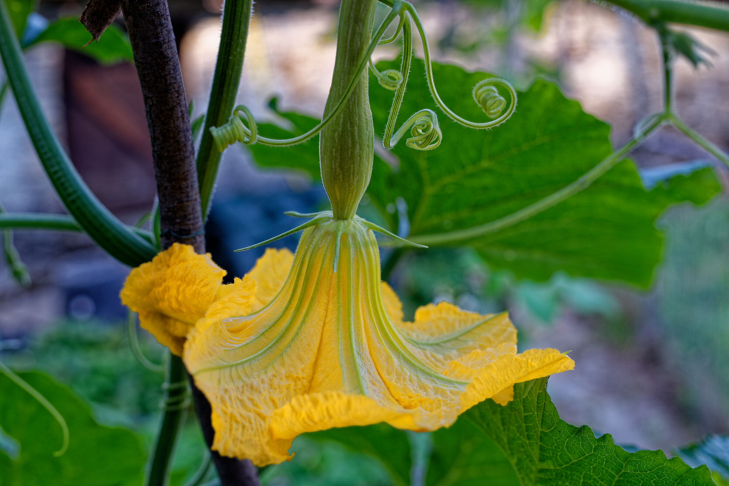 Il mio orto, trombette di Albenga