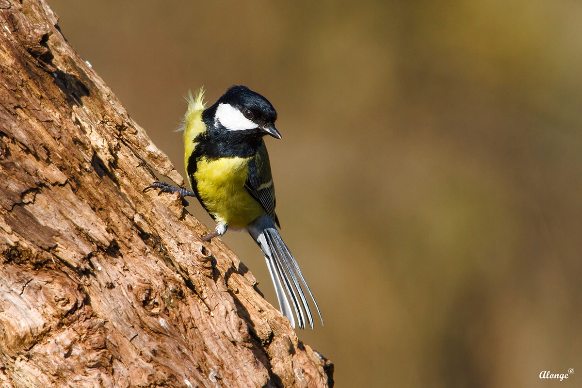 Cinciallegra nel vento