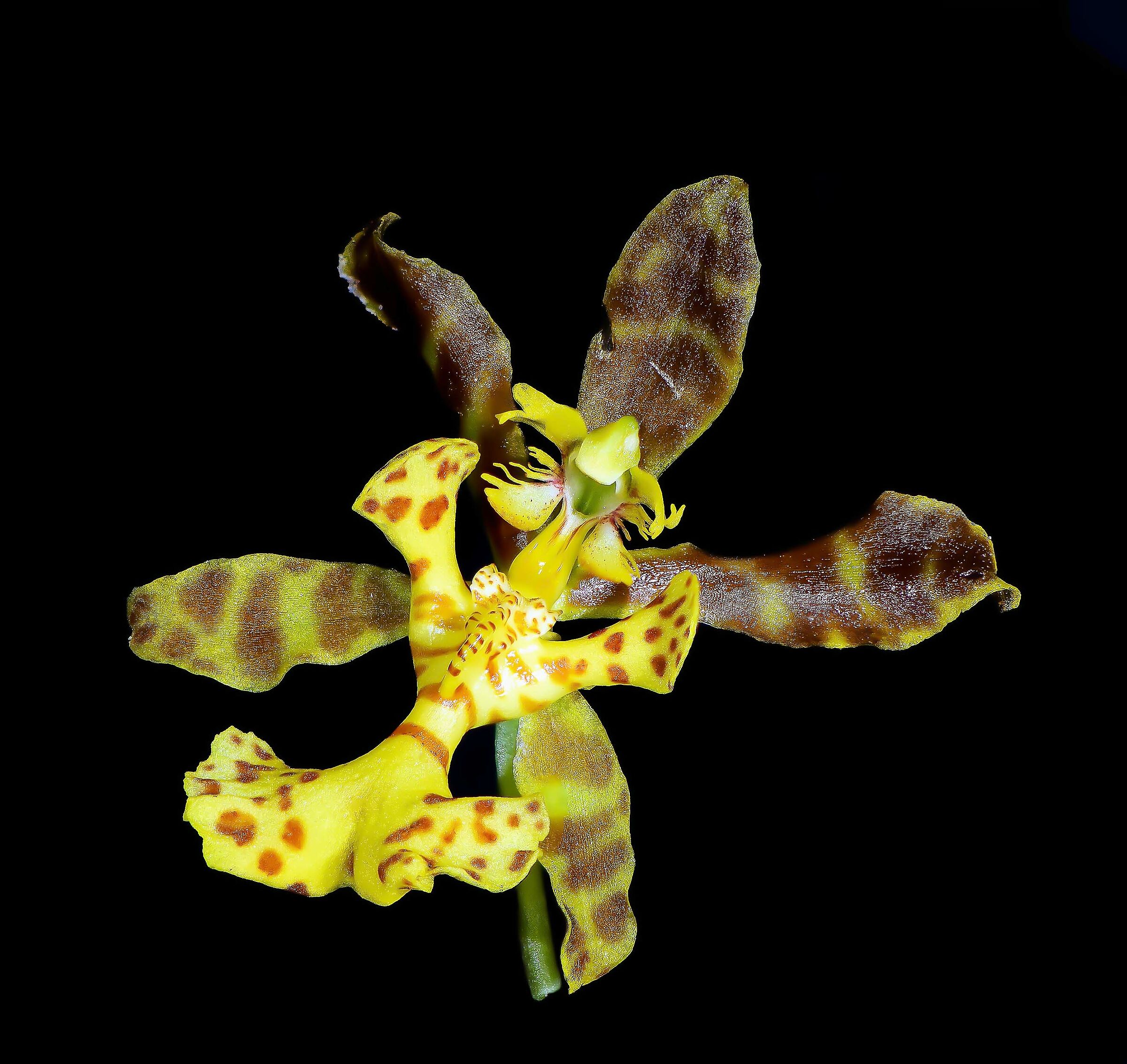 Psychopsiella limminghei