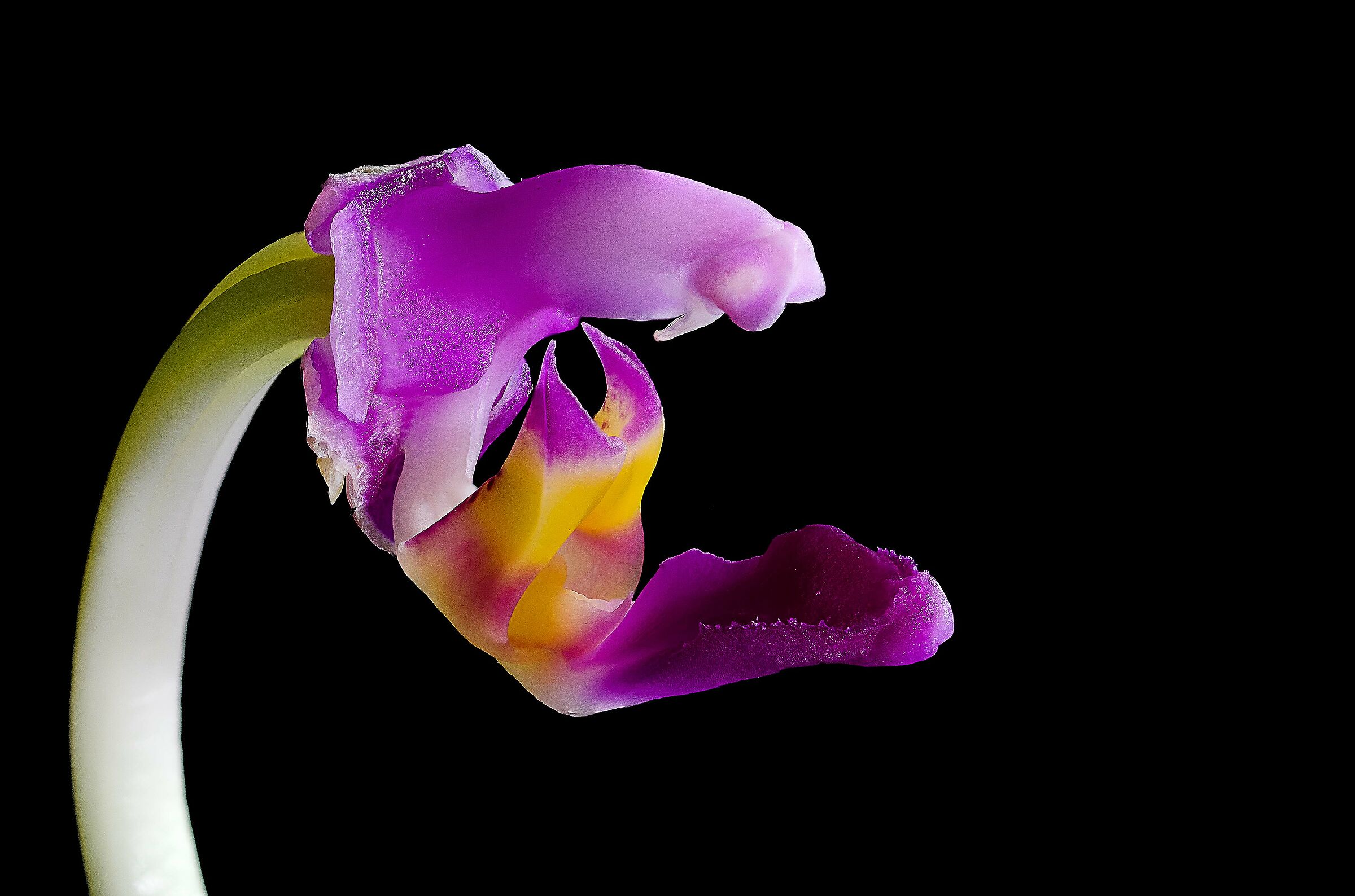 Phalaenopsis violacea colonna