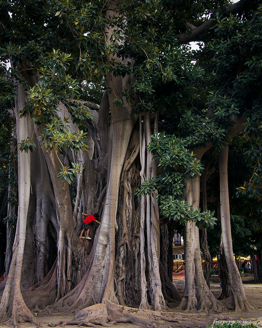 Arrampicarsi