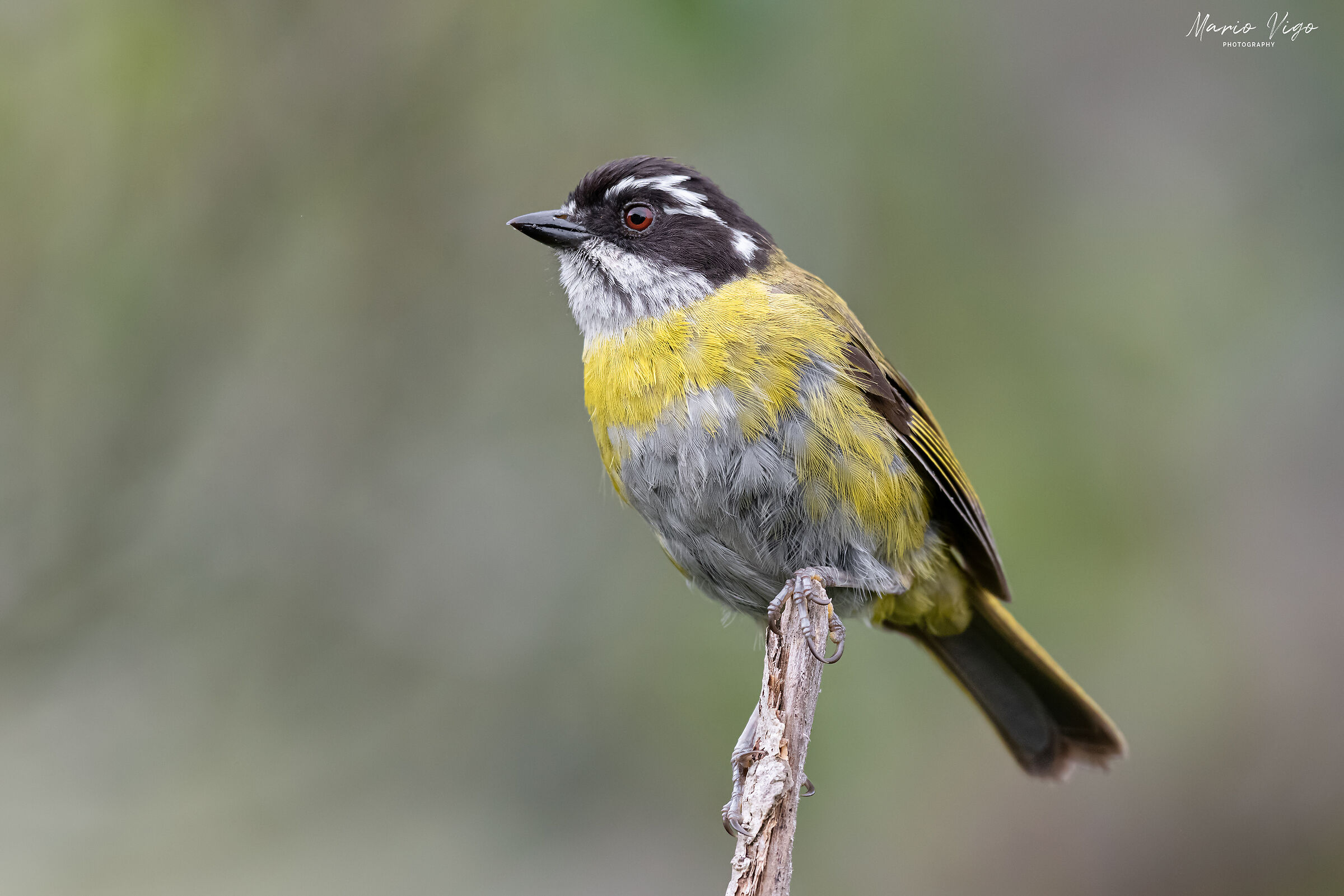 Tanagra olivacea pileata