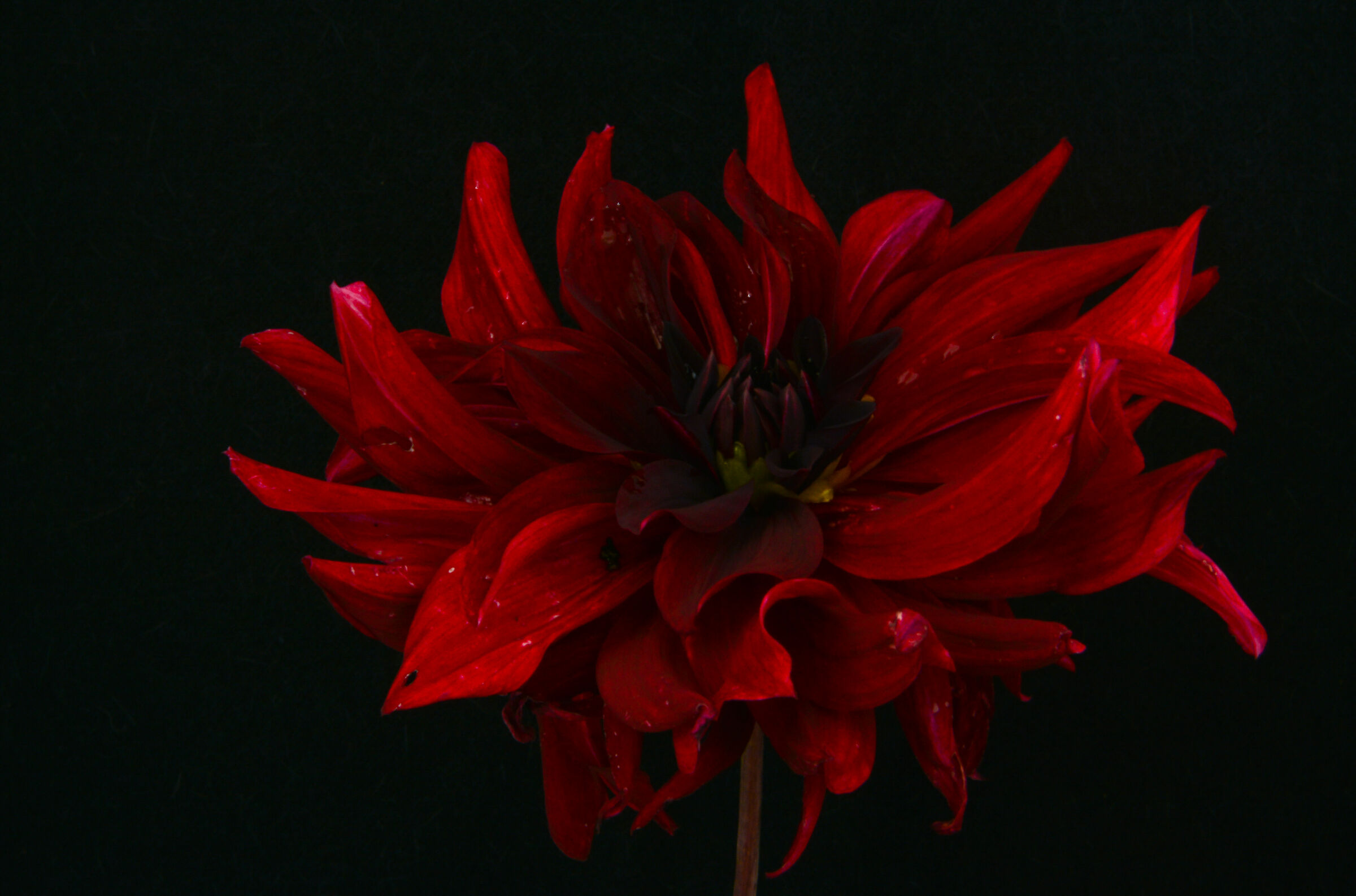 Dal giardino, pennellate di rosso