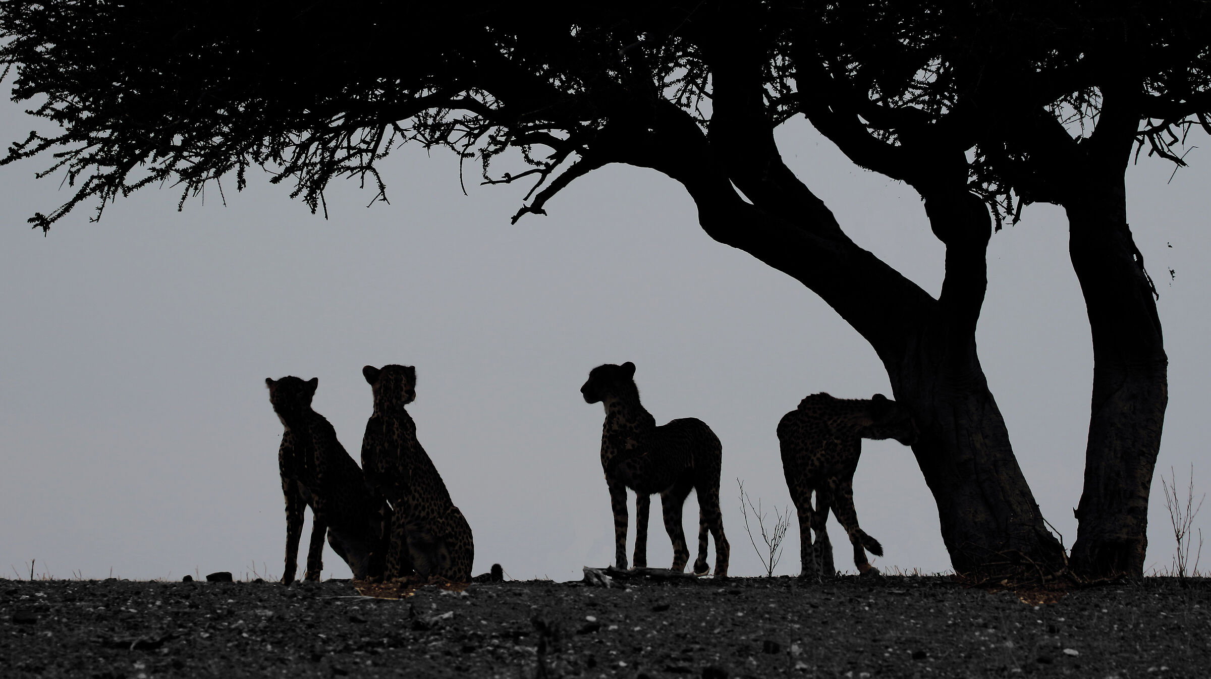 Cheetahs, Botswana