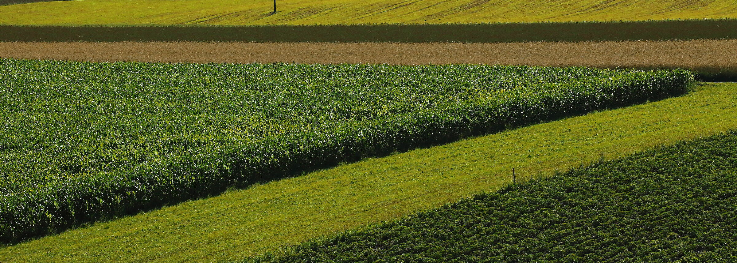 geometrie naturali