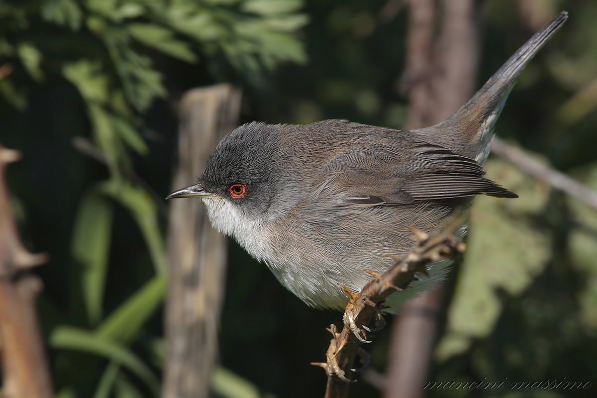 occhiocotto( Sylvia  melamocephala)