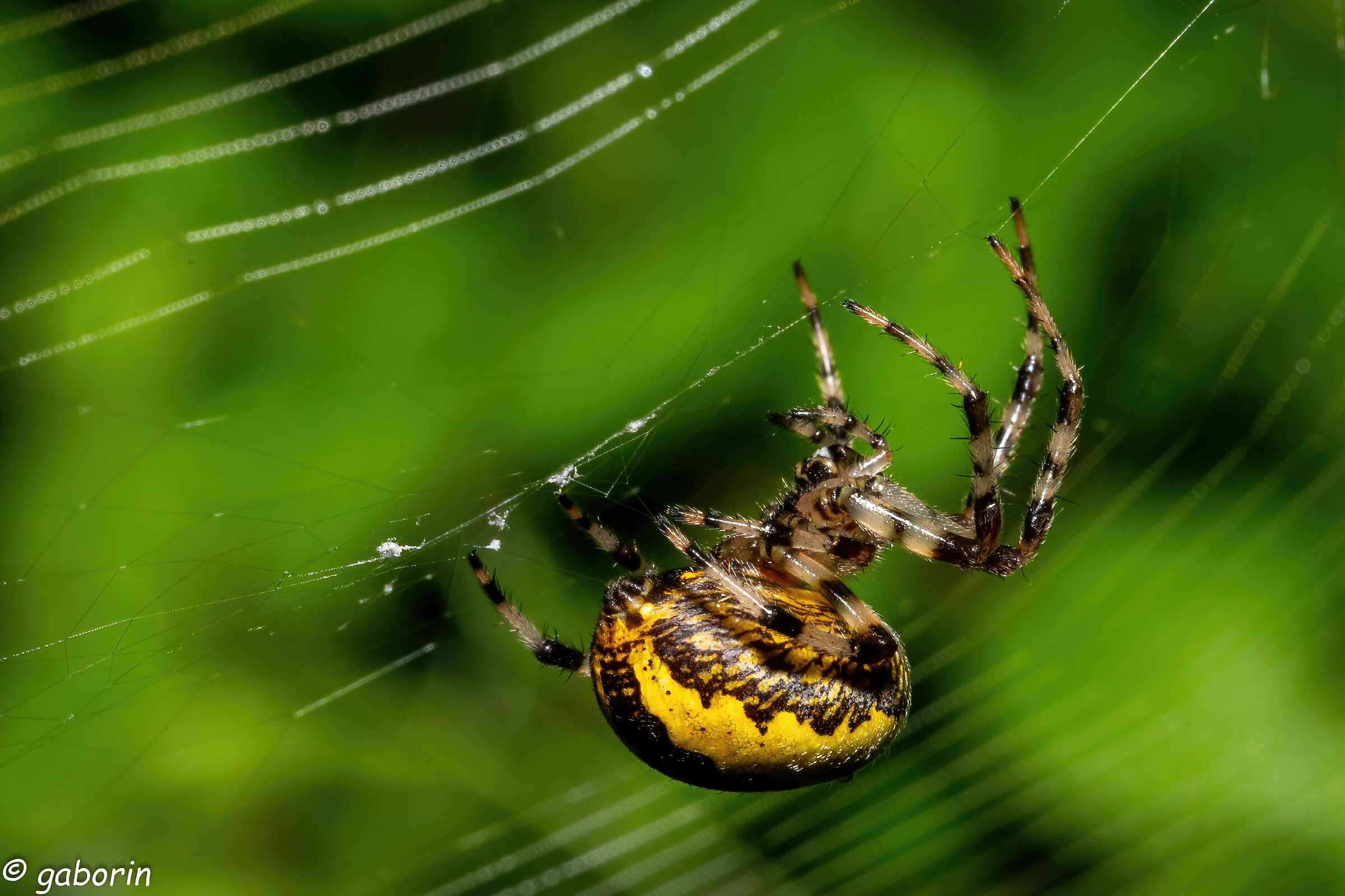 Araneus marmoreus