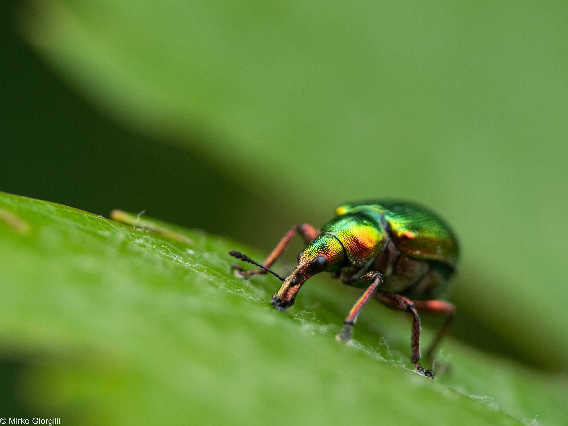 Byctiscus betulae - vine cigar