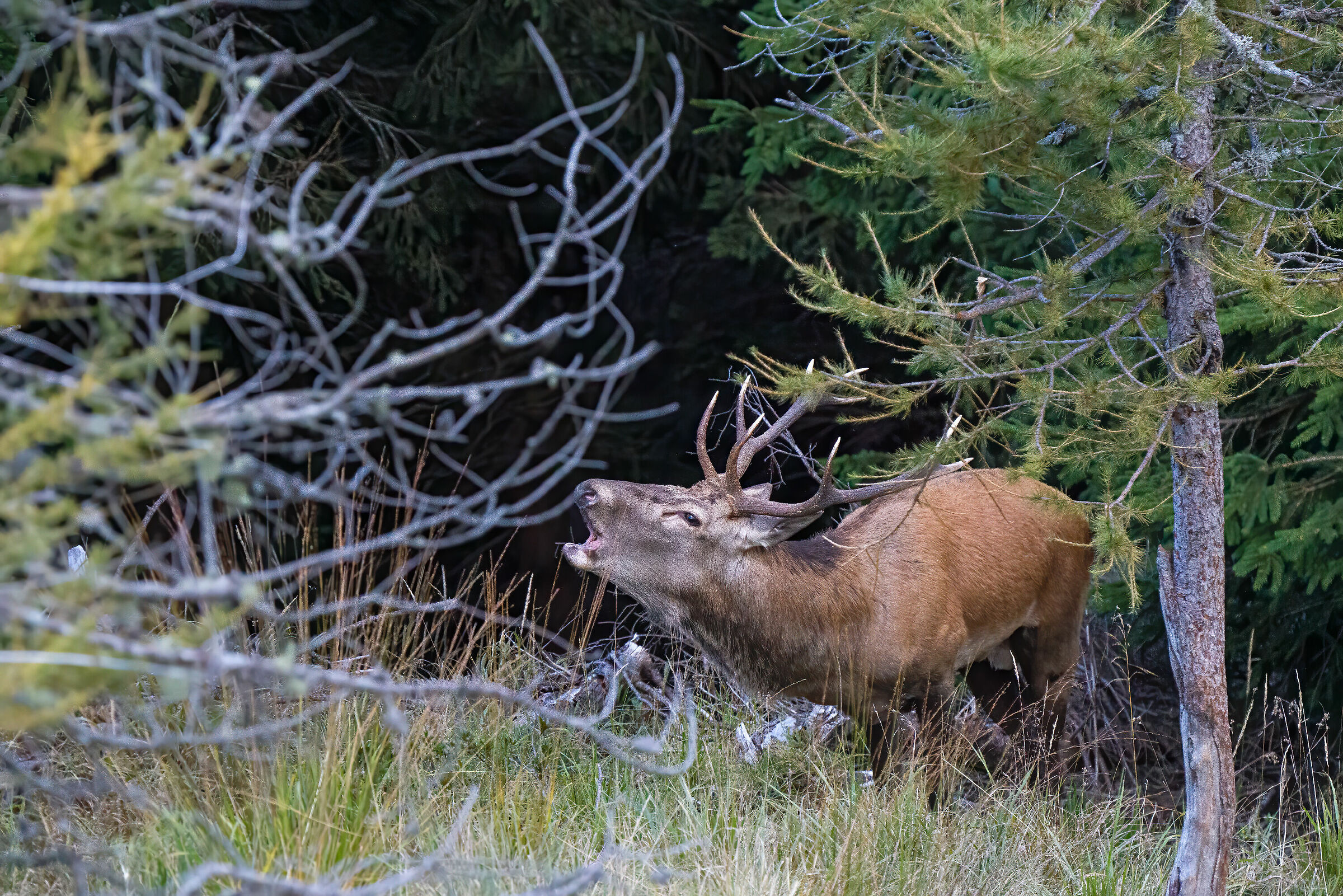 Cervo in bramito 2020