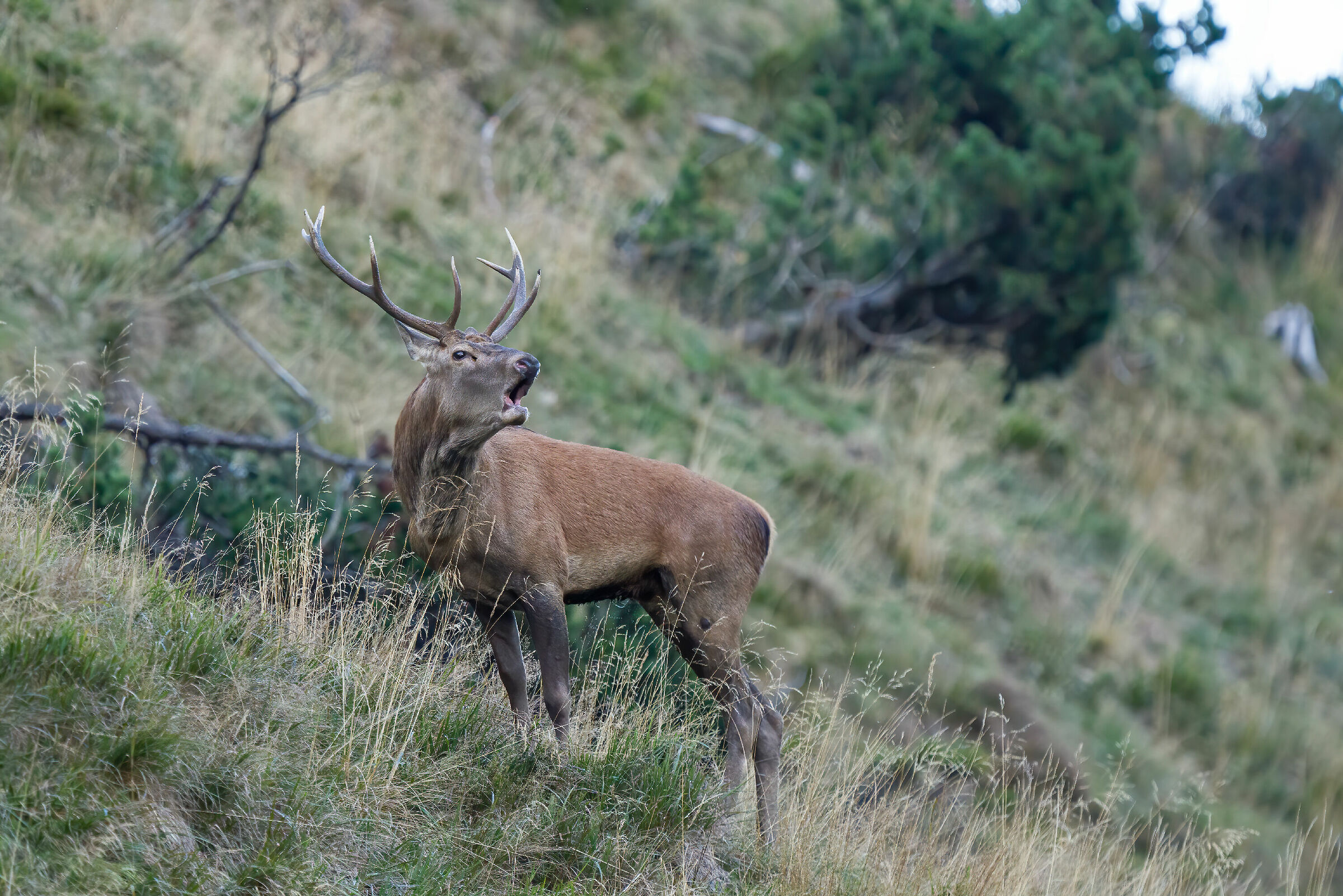 Cervo in bramito 2020