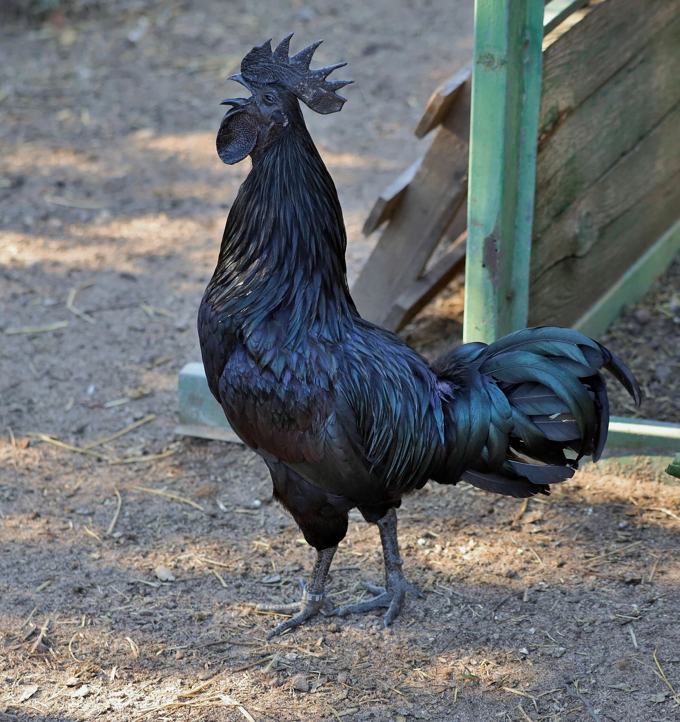 Gallo Cemani (Ayam Cemani)