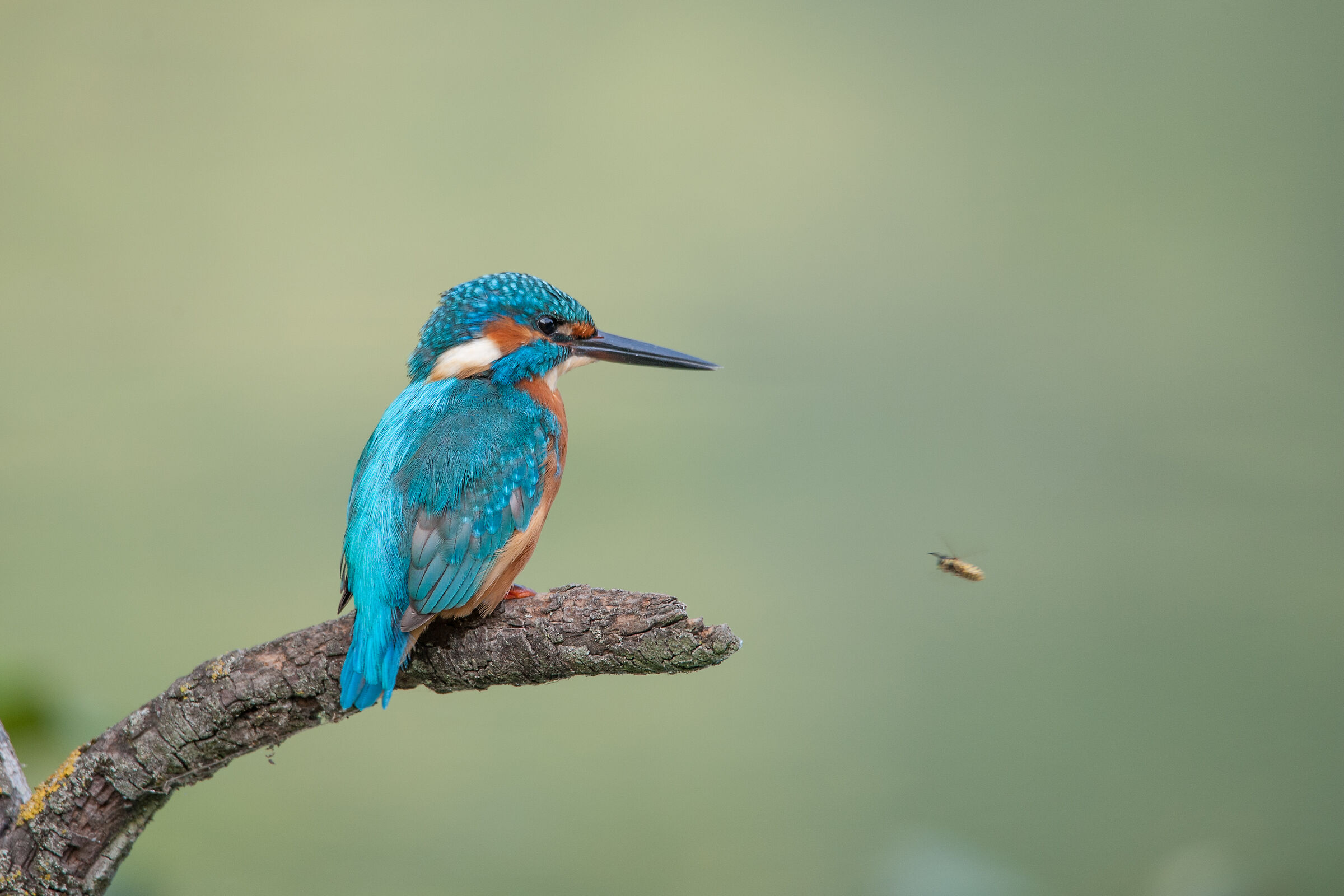 Kingfisher