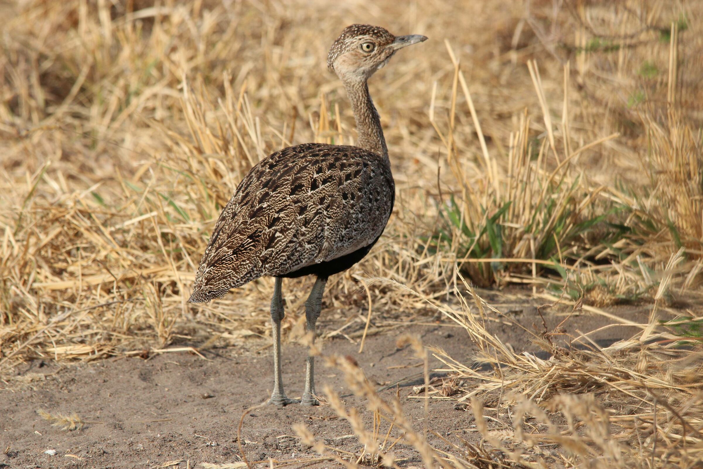 Deaf Otarda Black belly