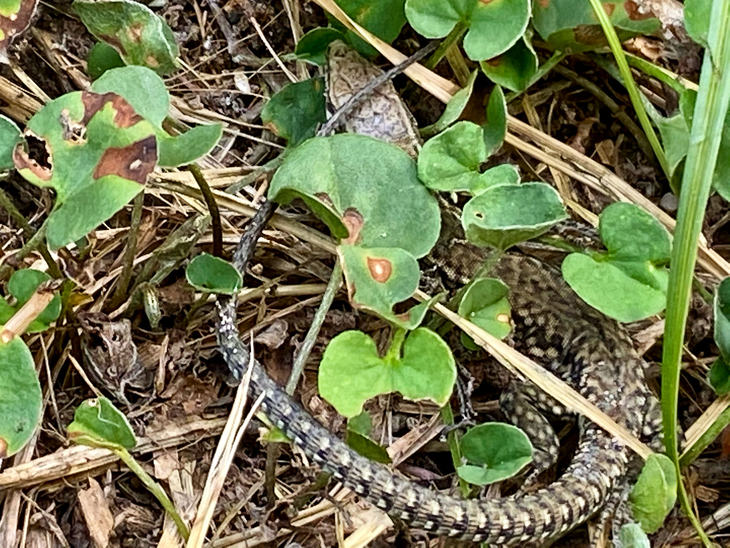 Small lizard hidden in the grass