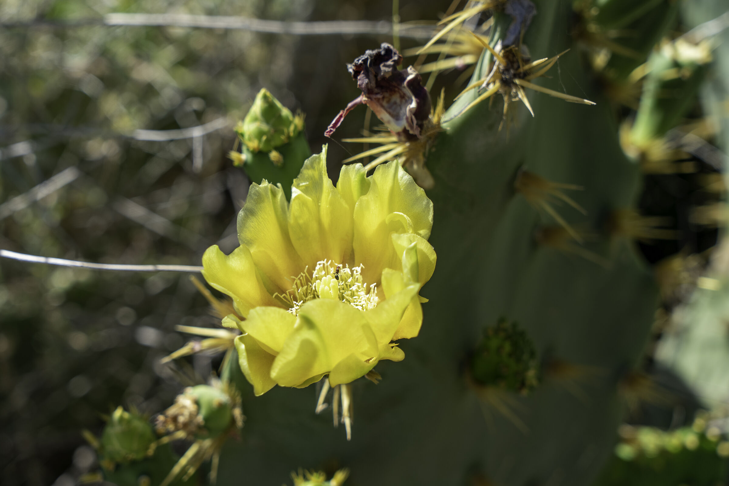 Prickly pear flower