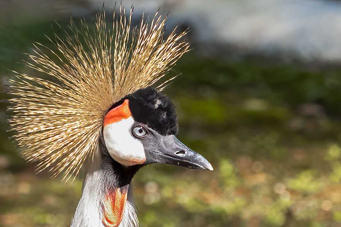 punk bird