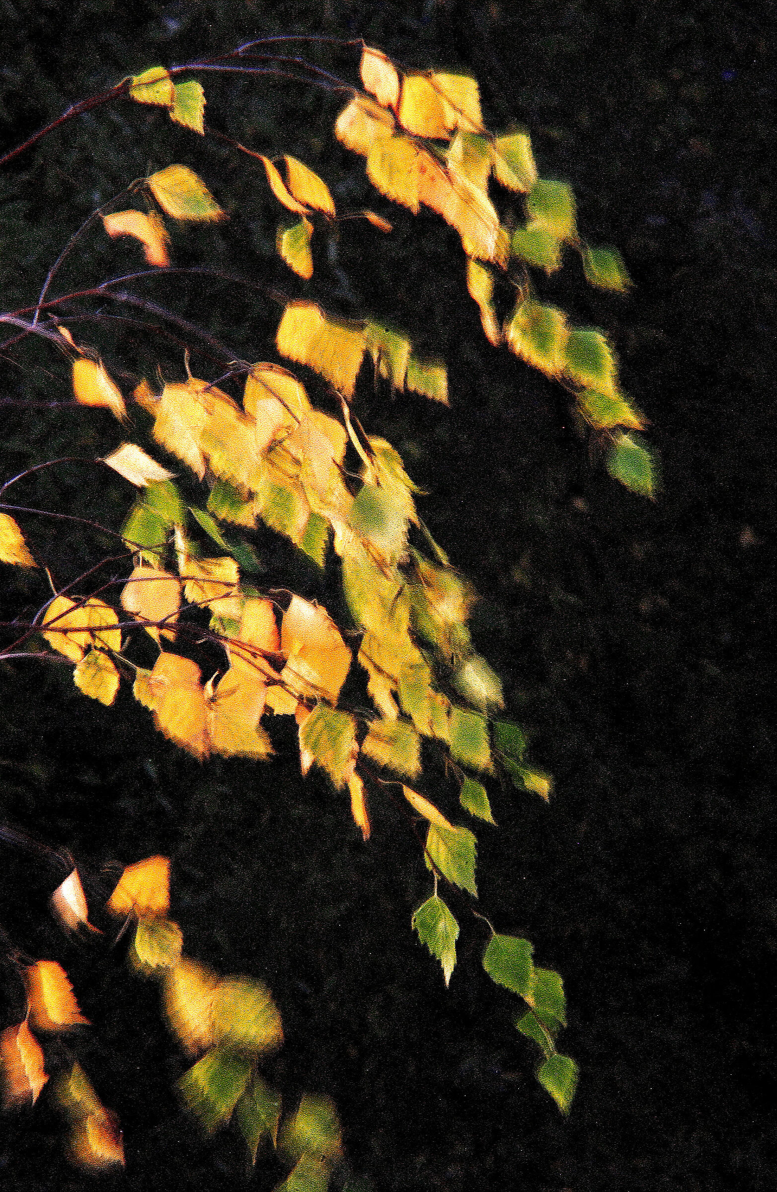 Racconto della storia autunnale