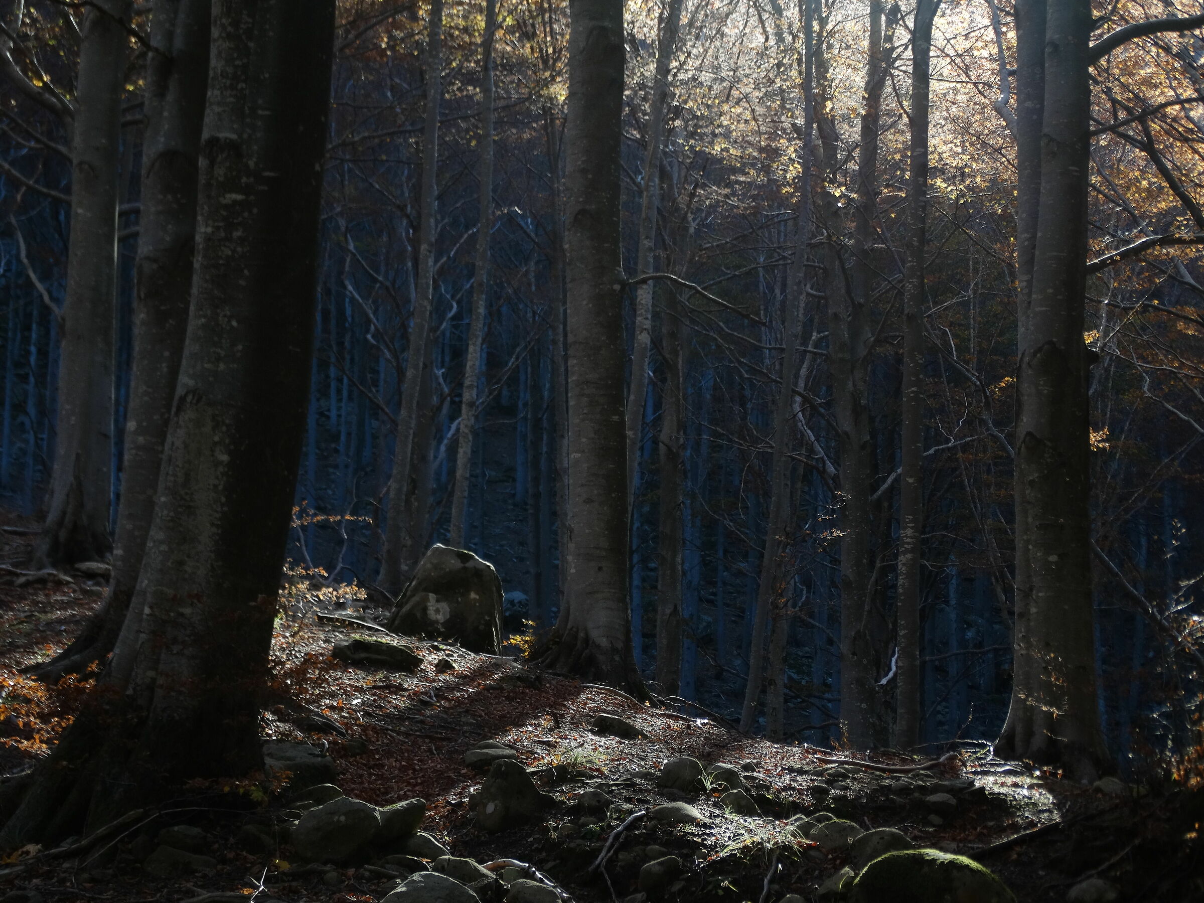 Shadows in the woods