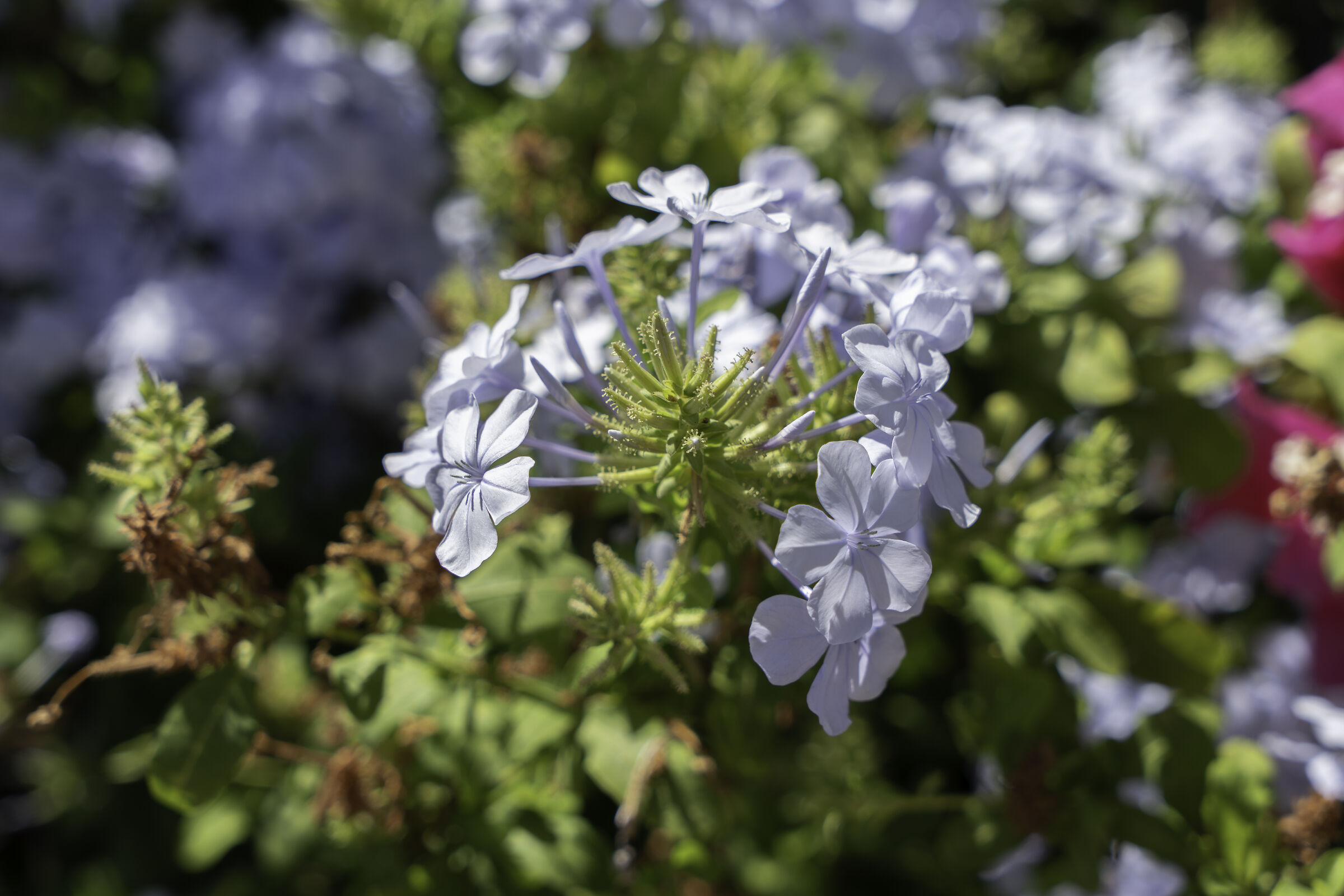 Sardinian wildflowers